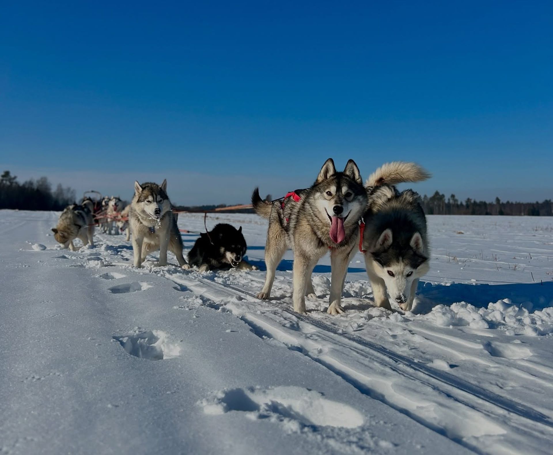 Totti's Sleddog Tours sinise taeva ja valge lumega