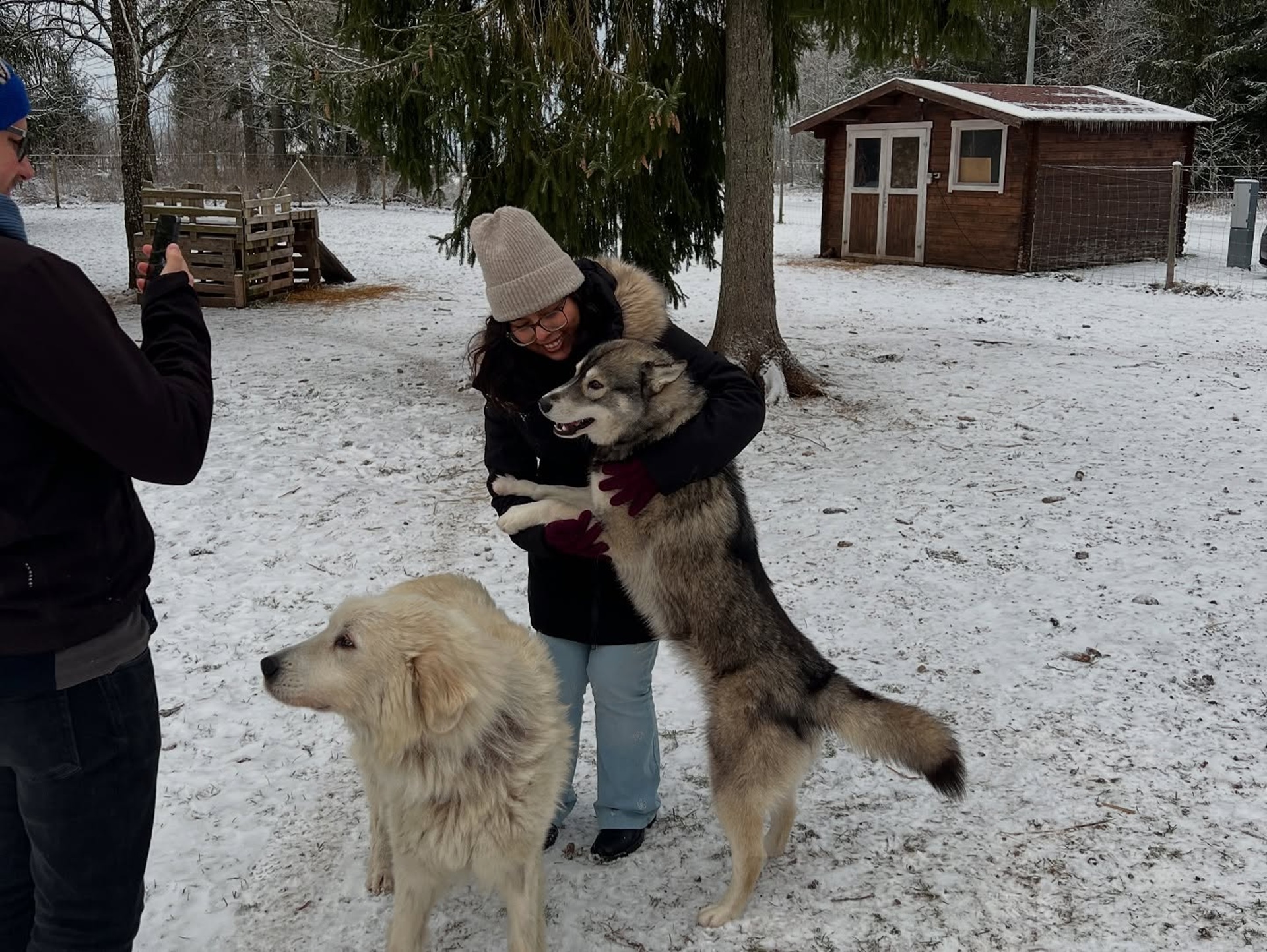 Totti's Sleddog Tours koertega nunnutamine