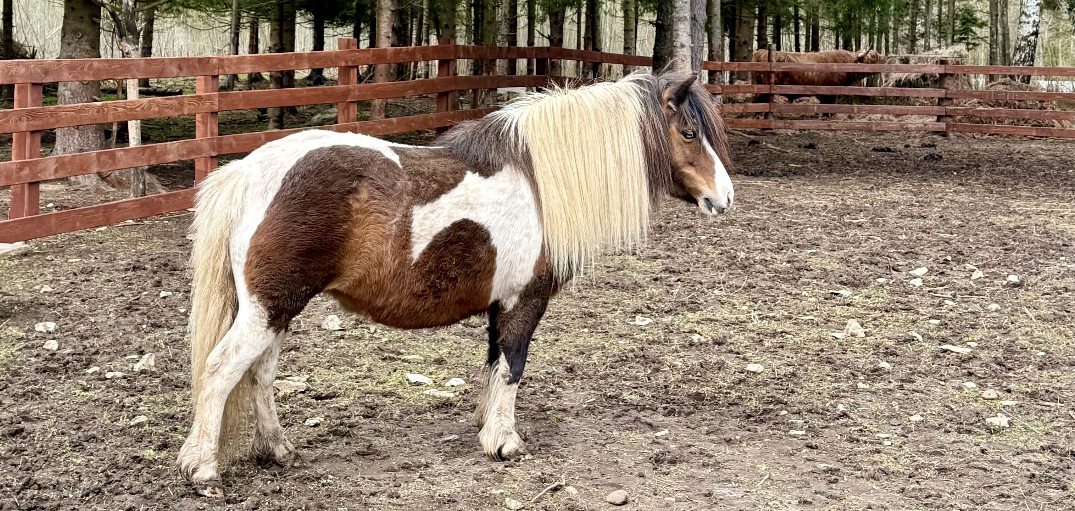 Poni Kalli
