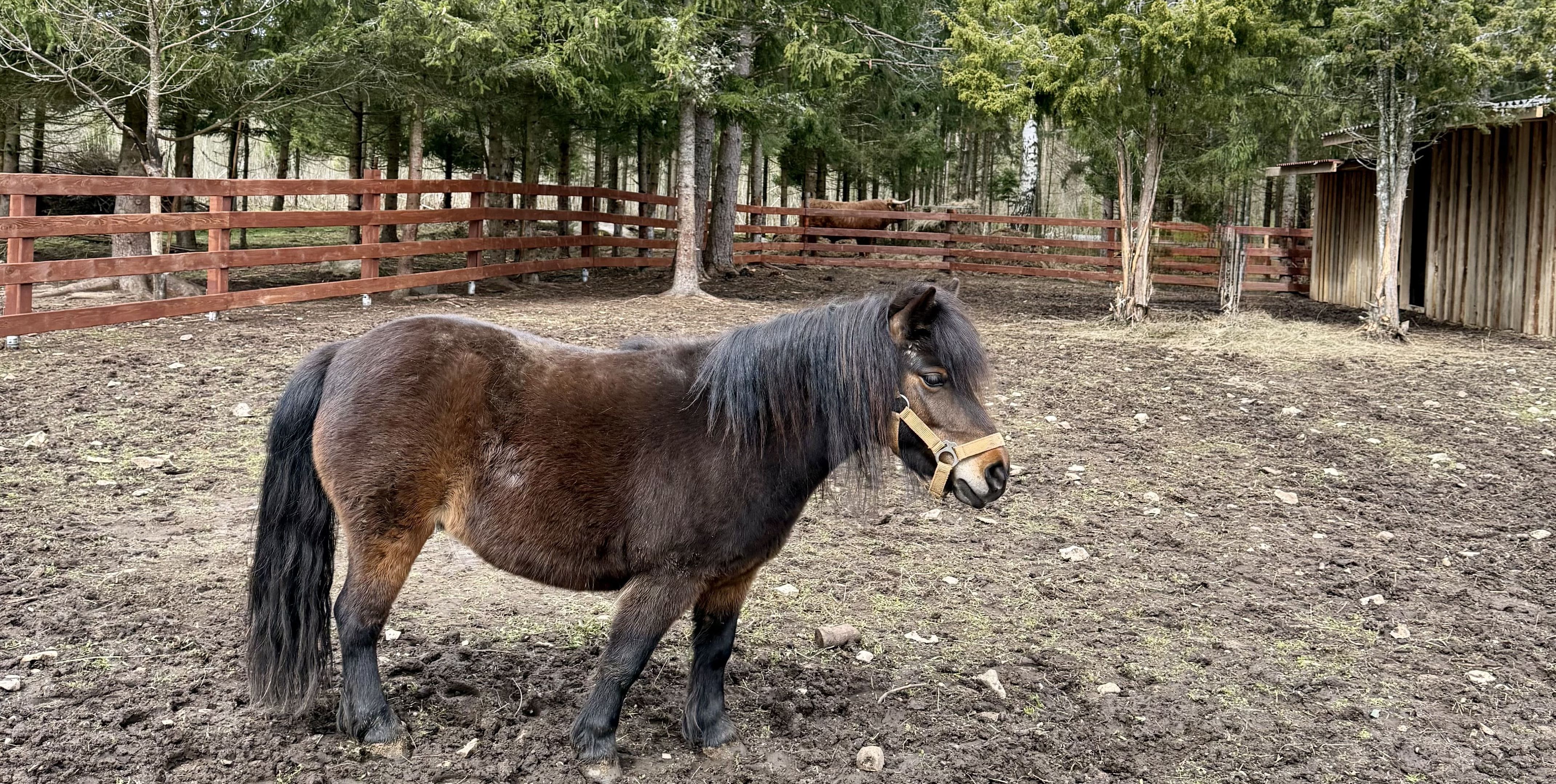 Poni Sämmi
