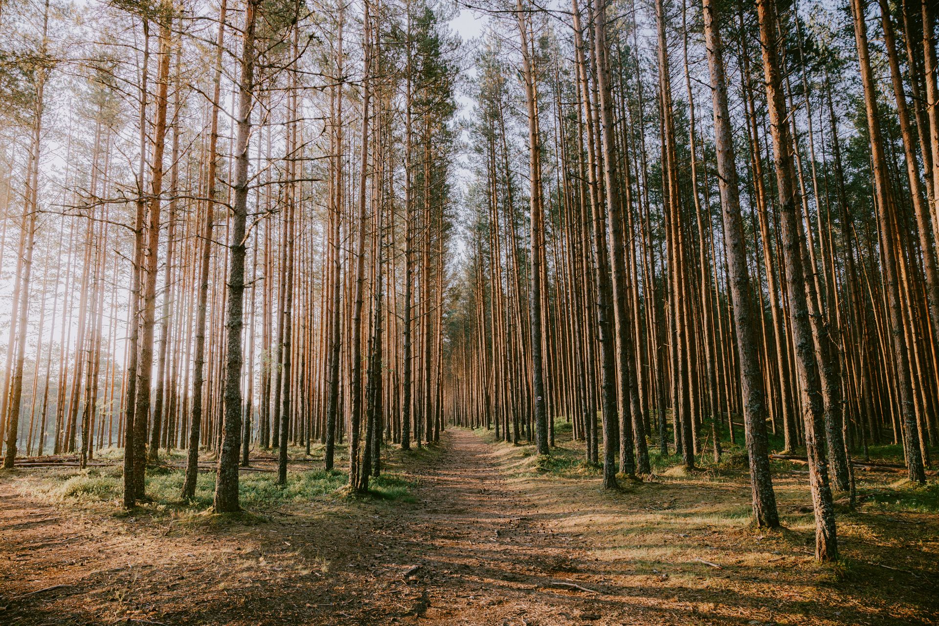 Matkarada Eesti metsas