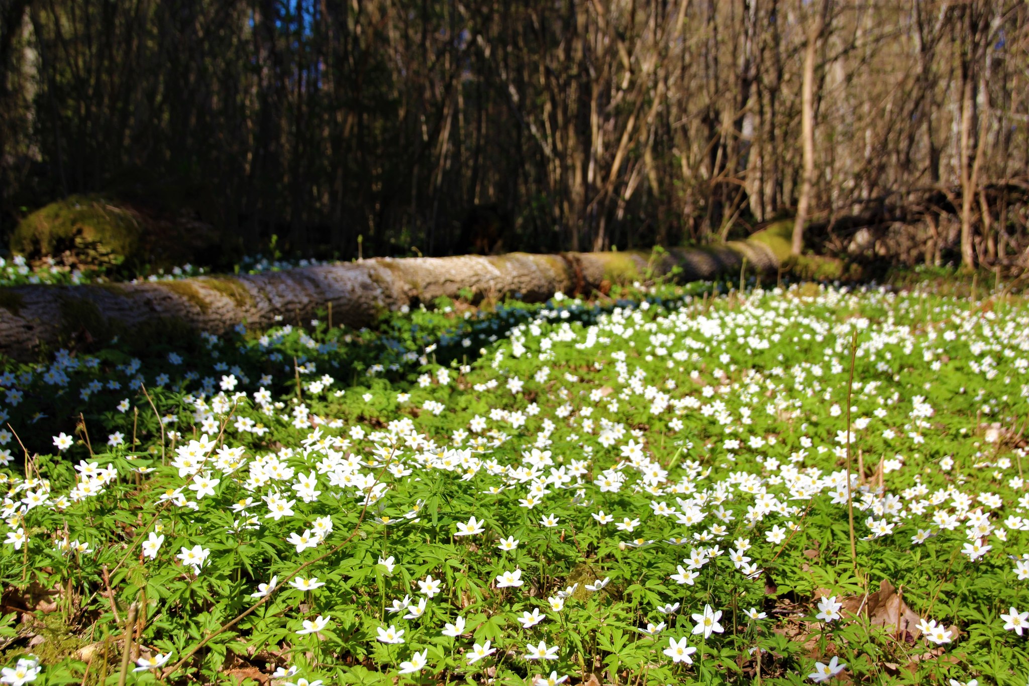 Sangaste Metsapark kevadel