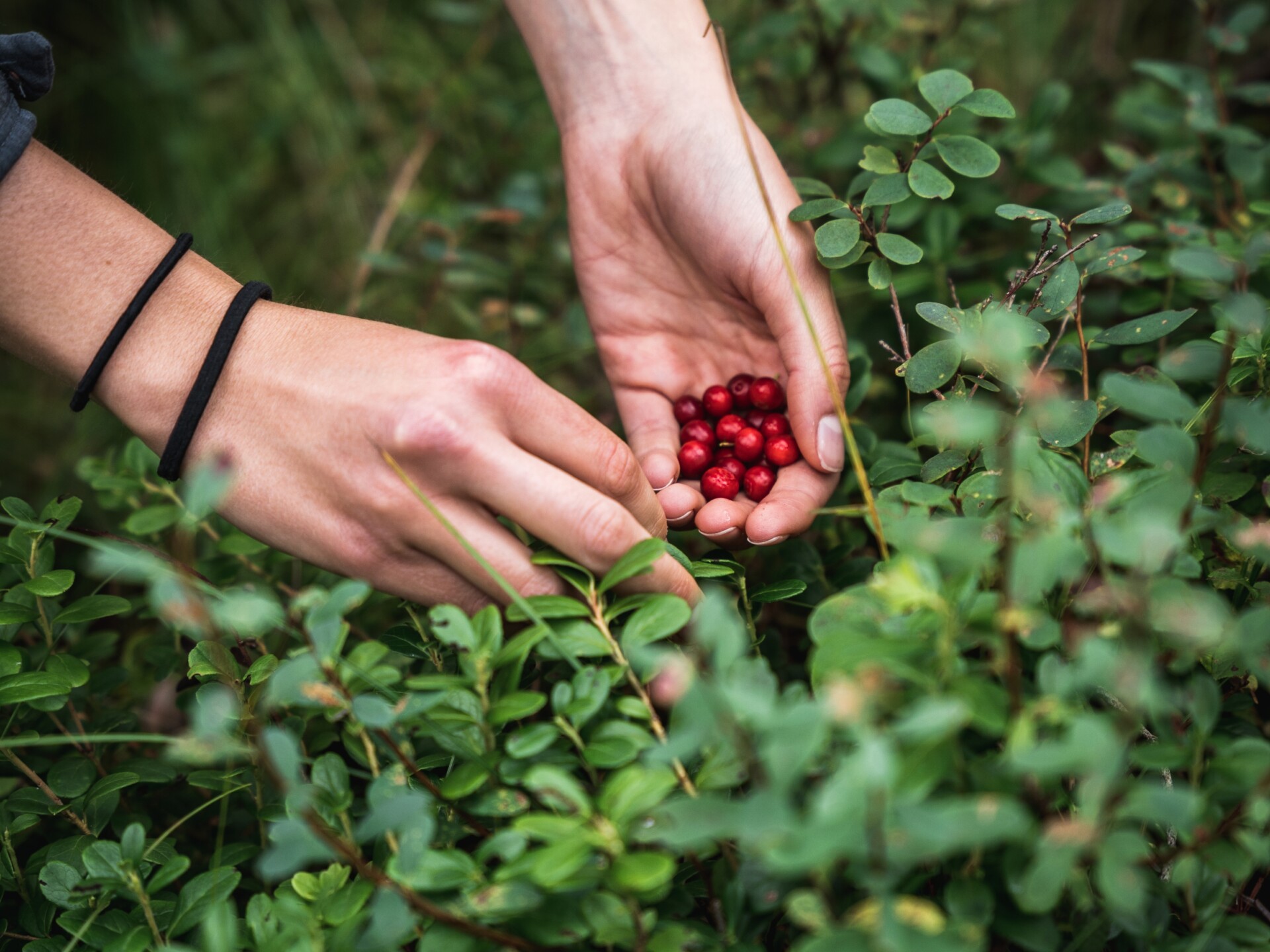 Cranberries in the bog