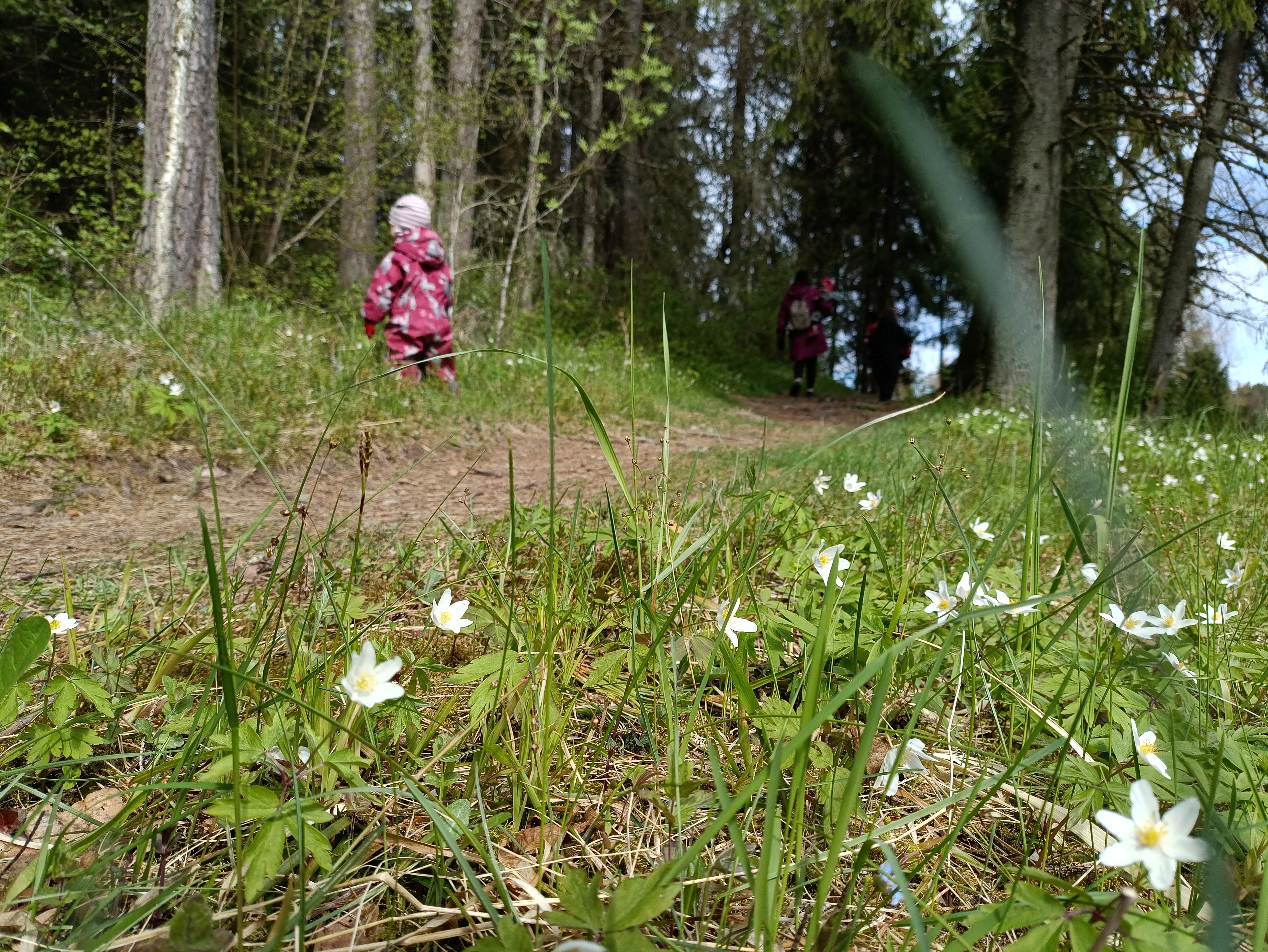Viti-seikkailuradalla voit nauttia metsän kauneudesta