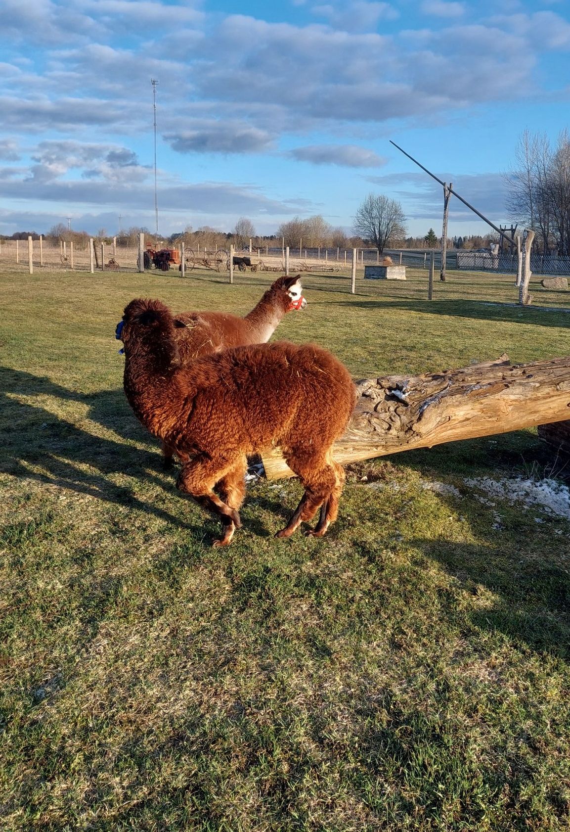 Alpakad Rätsepa talus