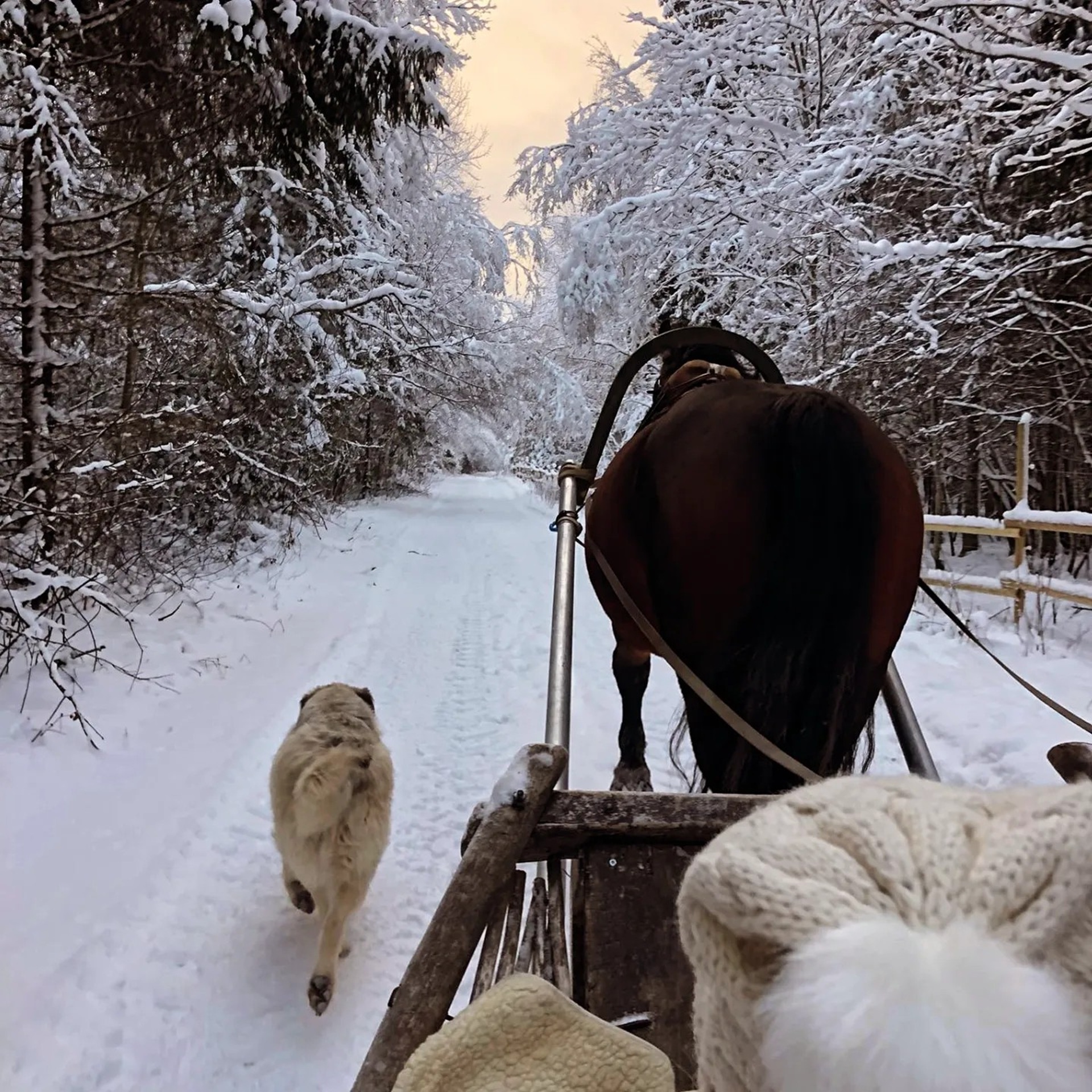 Kalaoja talu saanisõit hobusega