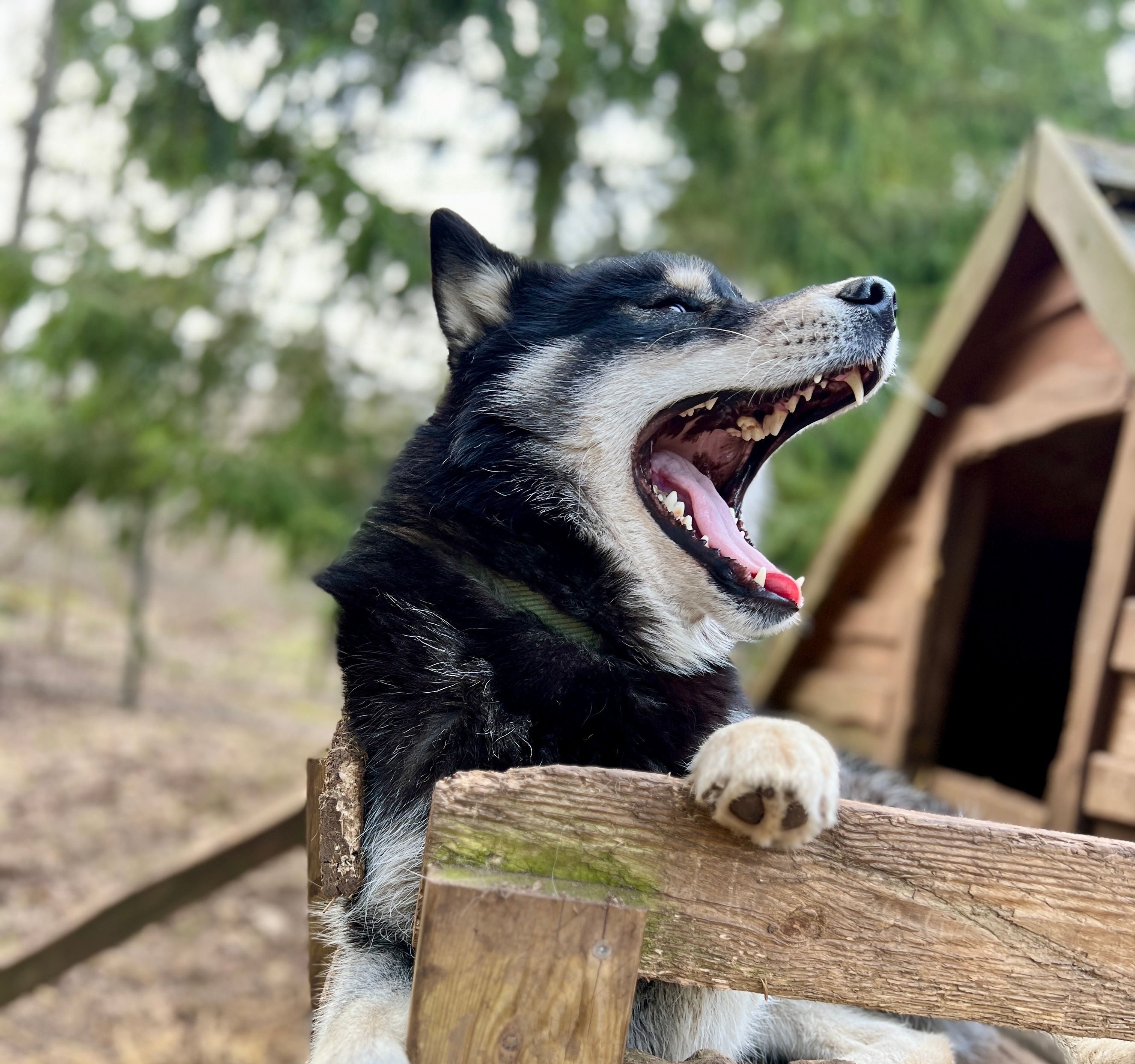 Totti's Sleddog Tours rõõmus husky Scotty