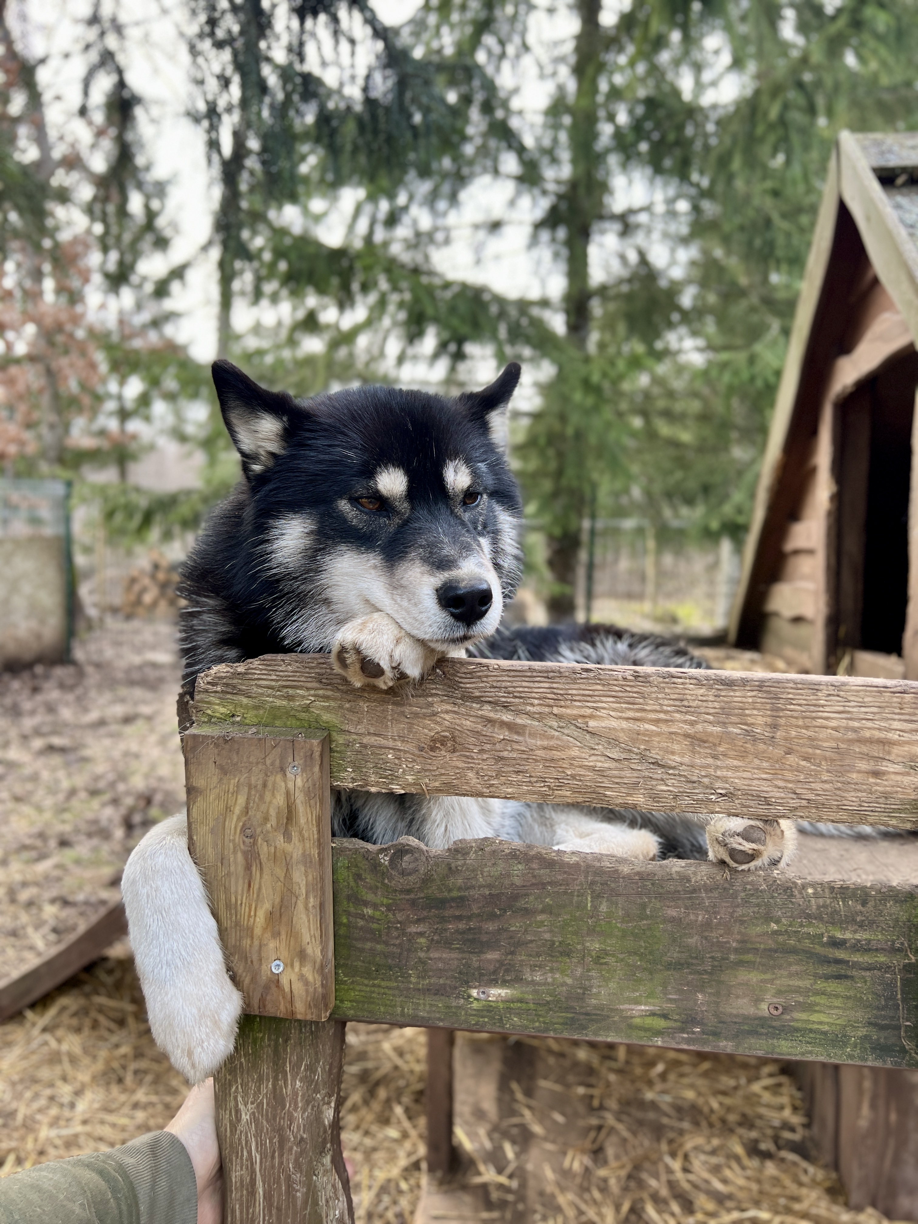 Totti's Sleddog Tours jalgimatk ning hingamine koos huskydega