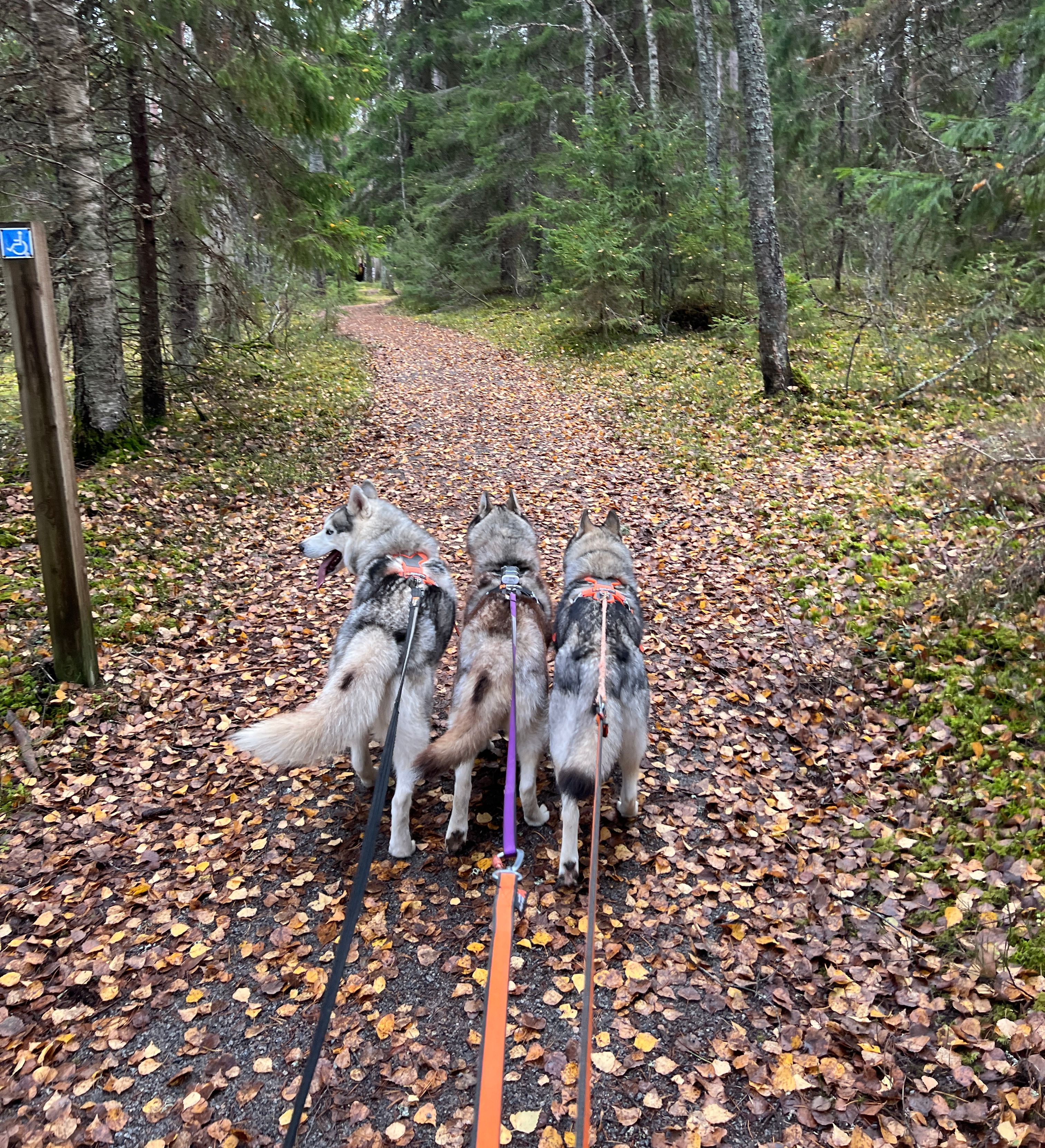 Totti's Sleddog Tours jalgsimatk huskydega Raplamaal