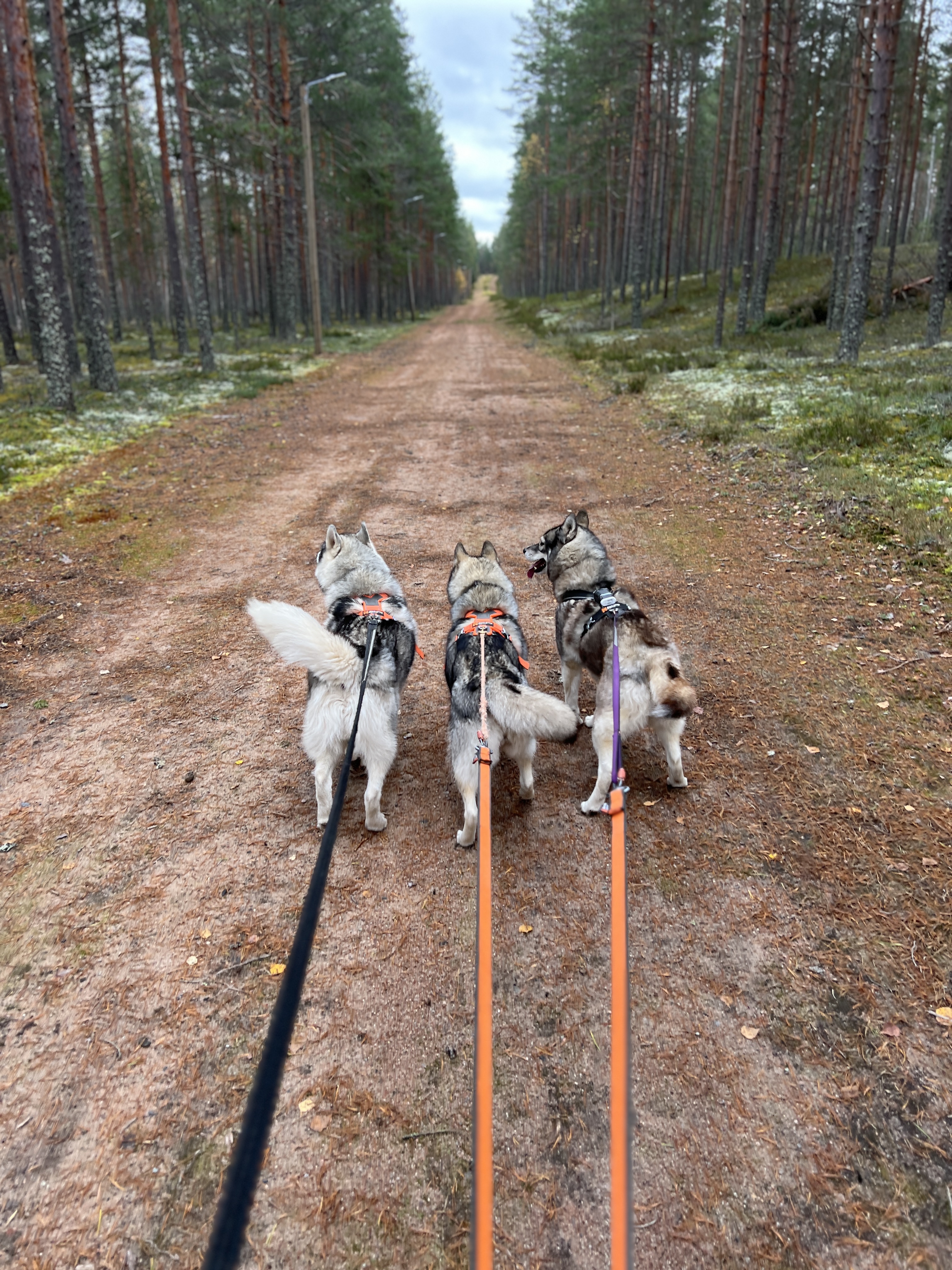 Totti's Sleddog Tours jalgimatk ning hingamine koos huskydega