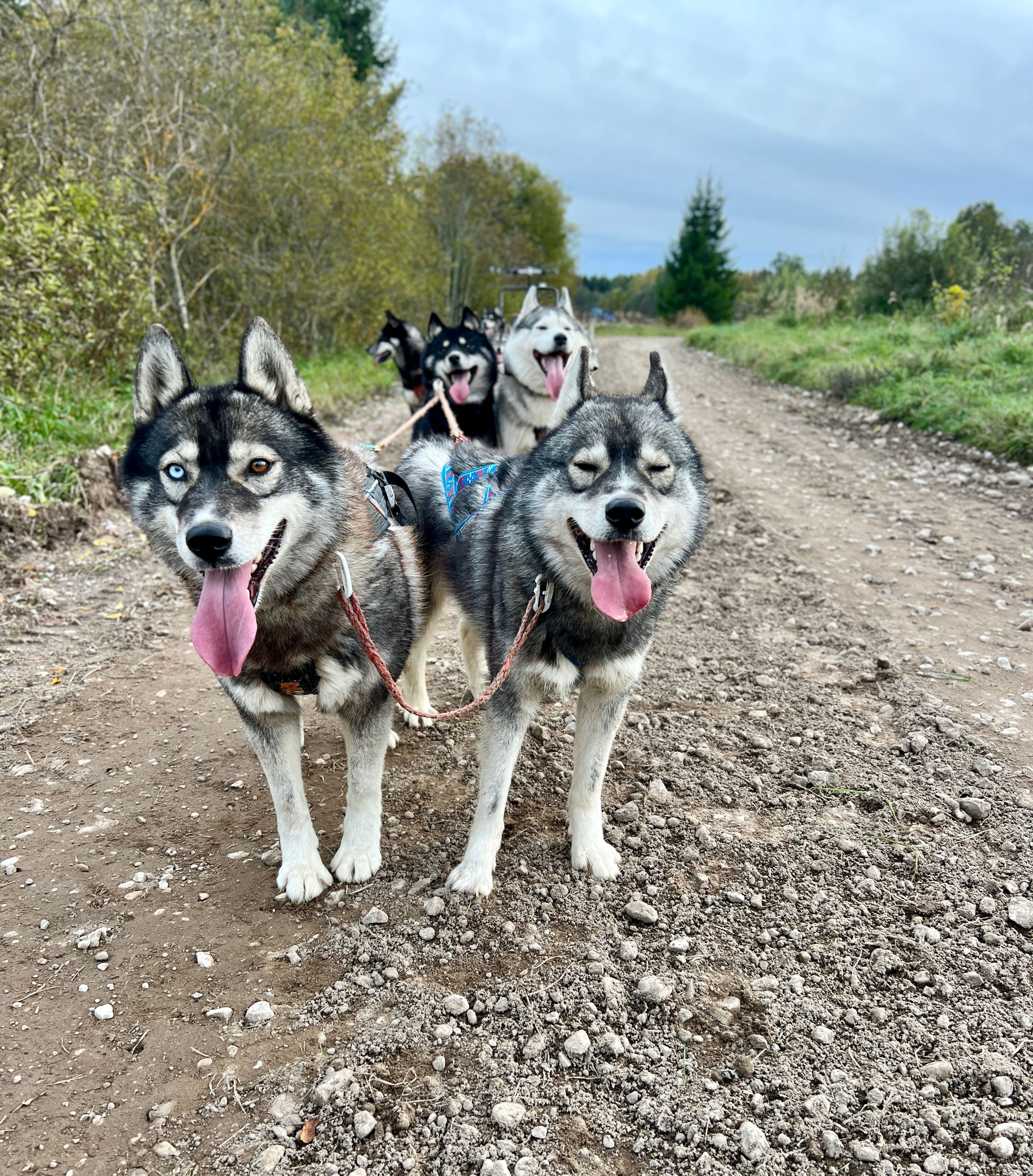 Matkamine on koerte lemmiktegevus