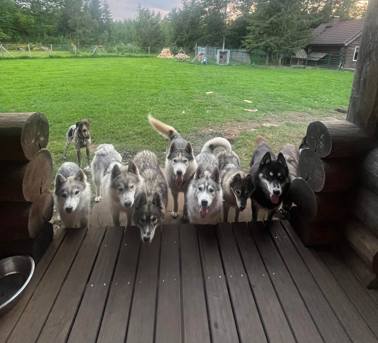 Totti's Sleddog Tours kelgukoerad tervitamas