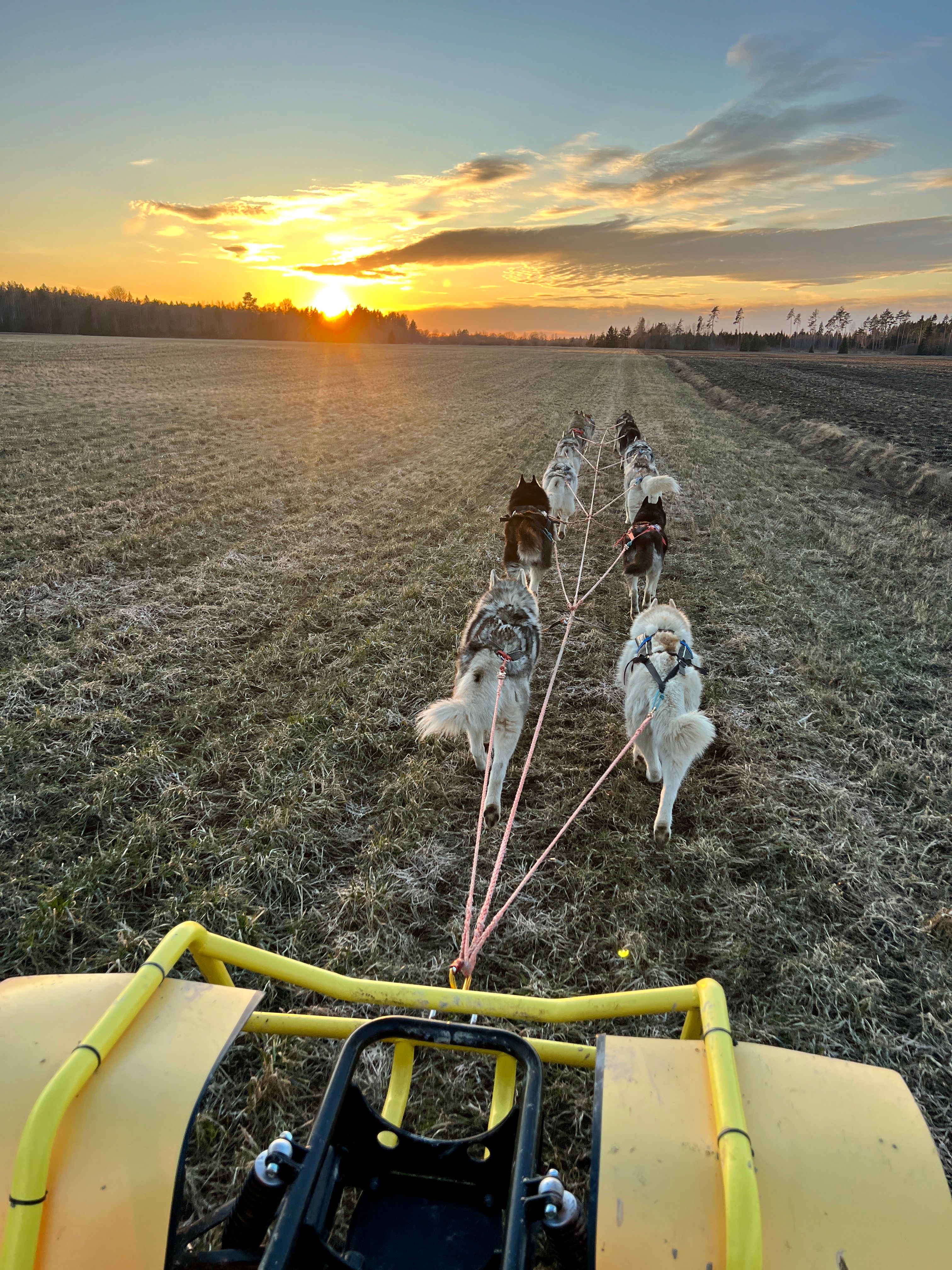 Totti's Sleddog Tours sleigh ride with sled dogs at sunset