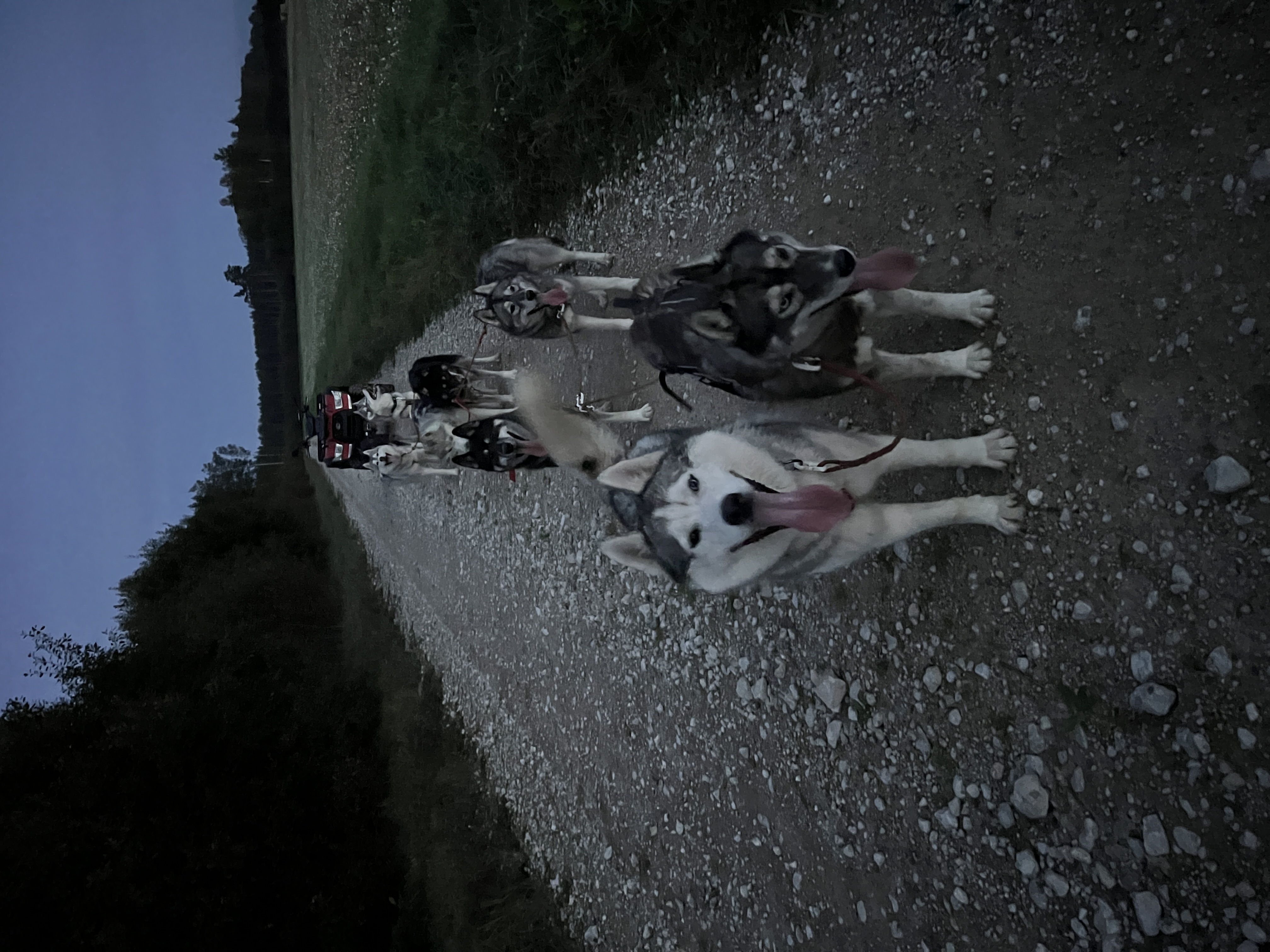 Totti's Sleddog Tours dogsledding experience