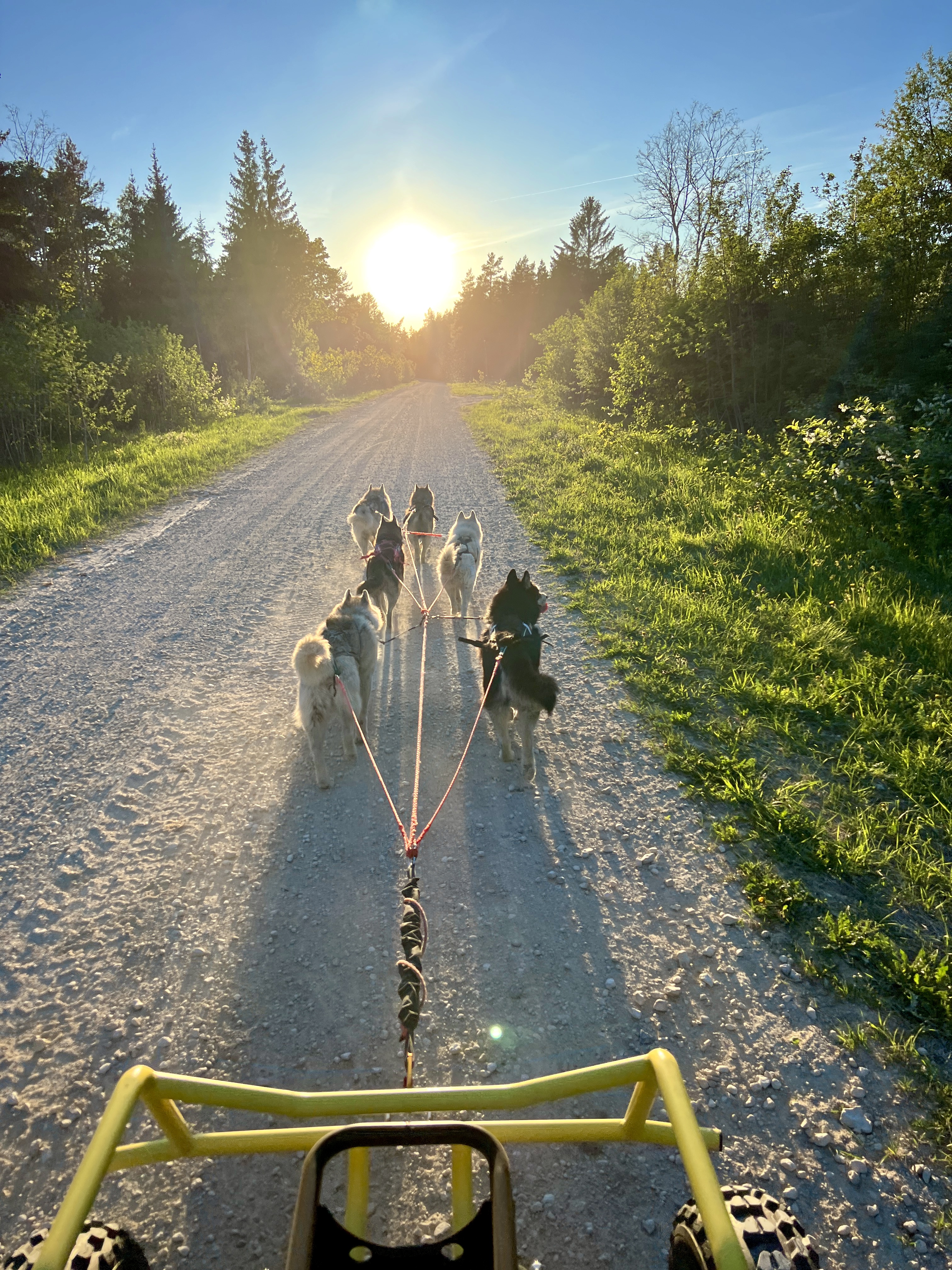 Totti's Sleddog Tours dogsledding experience in Raplamaa