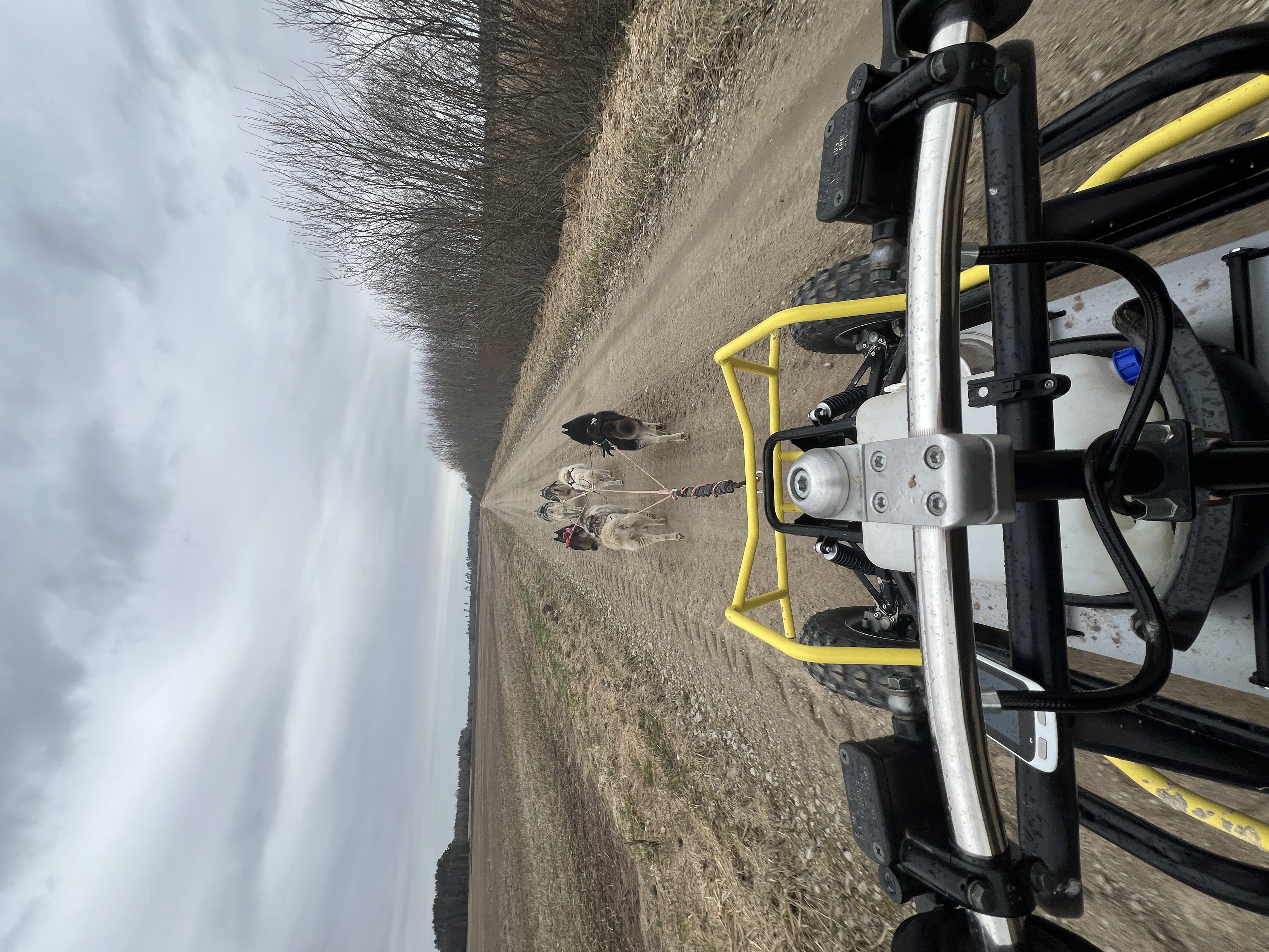 Totti's Sleddog Tours dogsledding experience