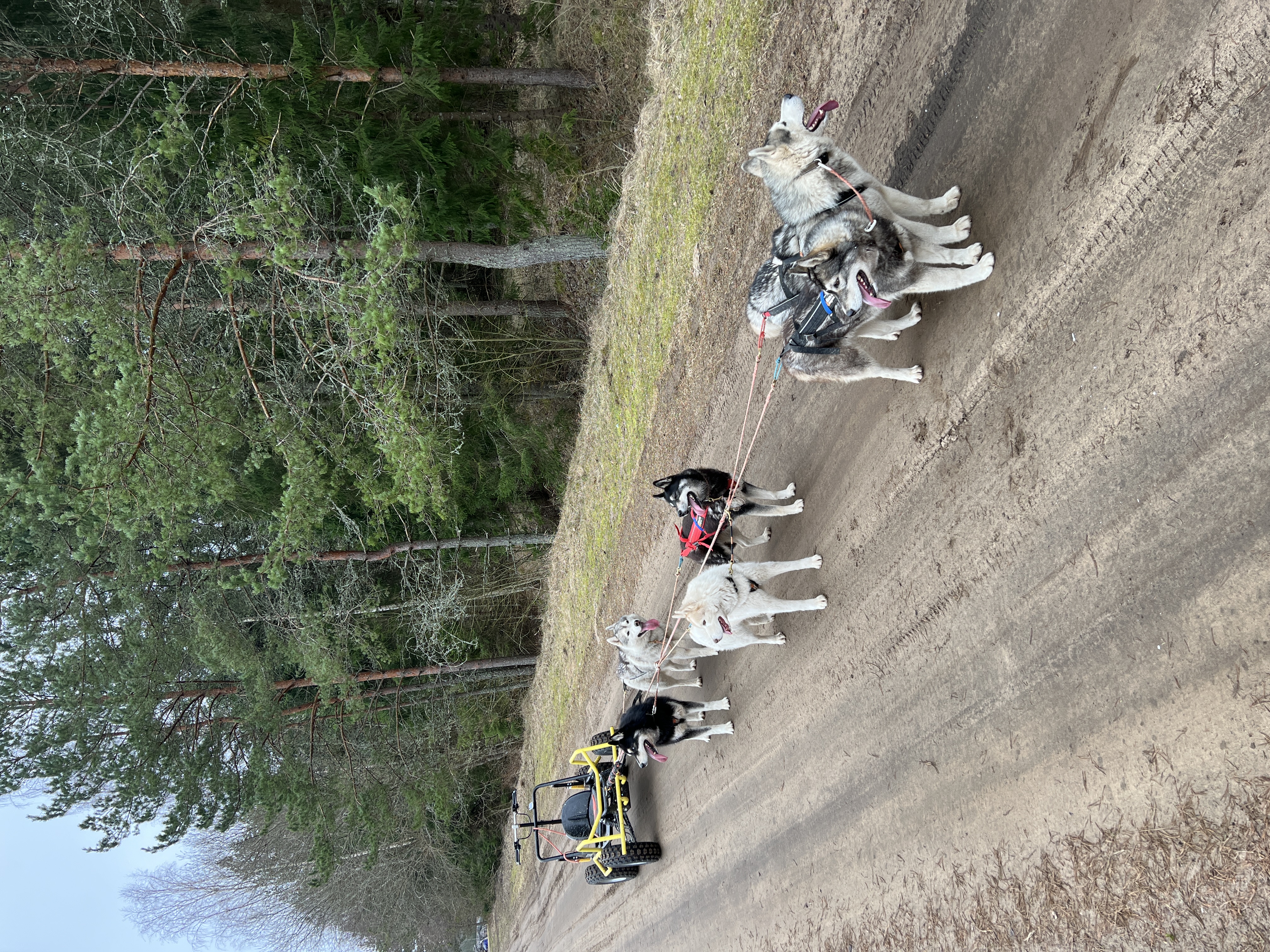 Totti's Sleddog Tours dogsledding experience