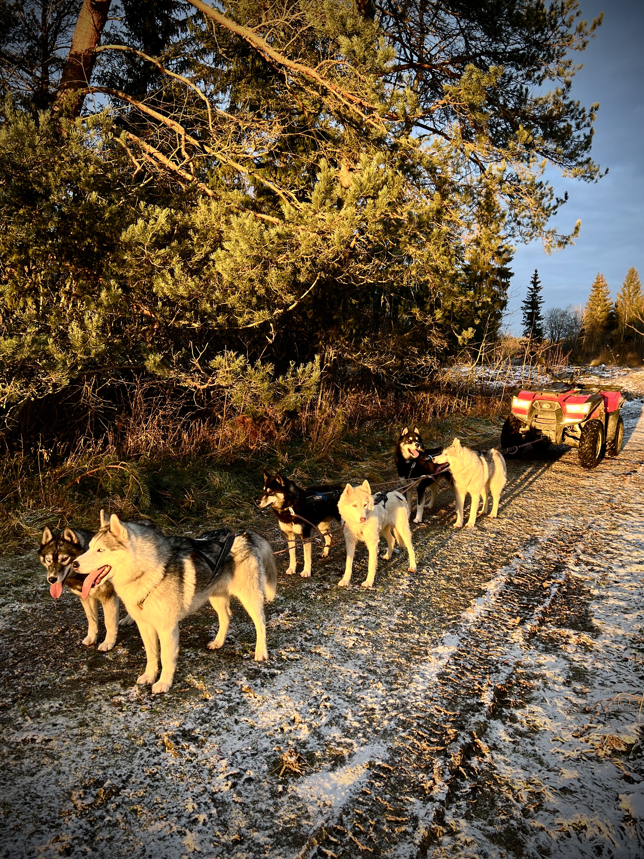 Totti's Sleddog Tours dogsledding experience
