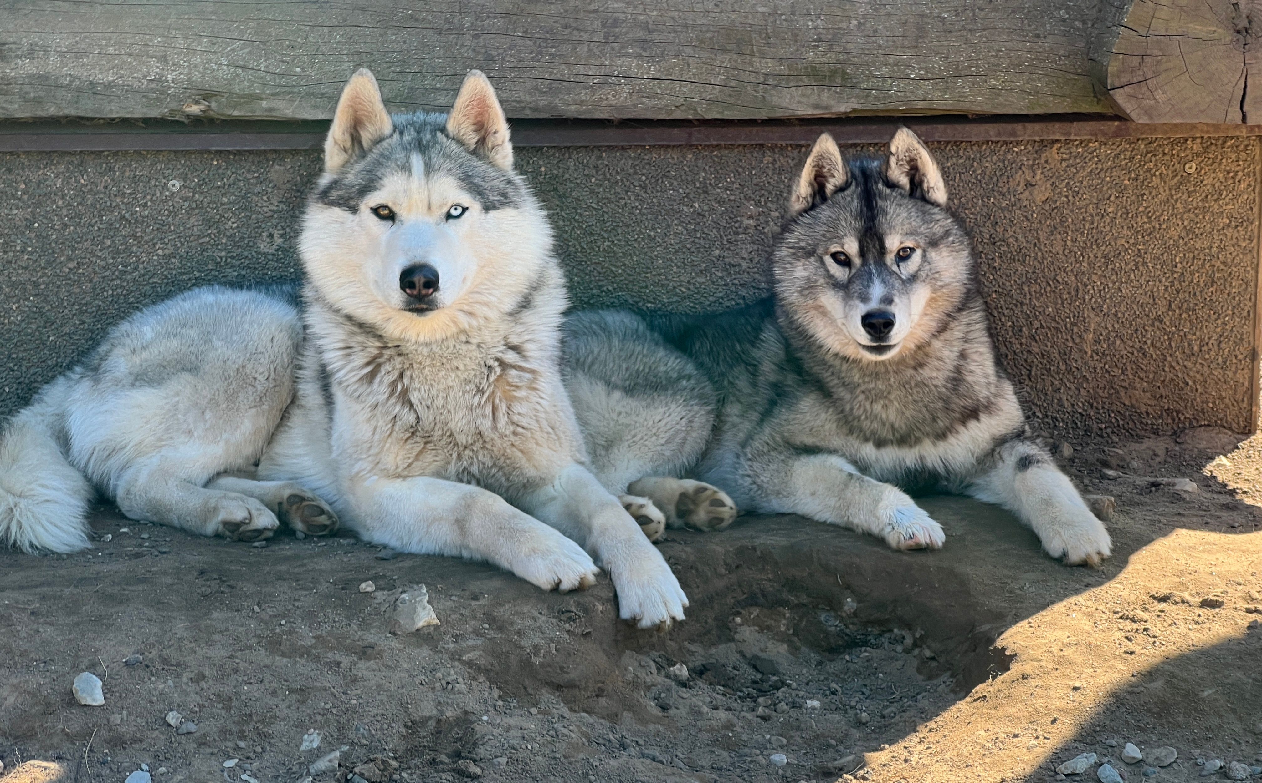 Totti's Sleddog Tours sled dogs