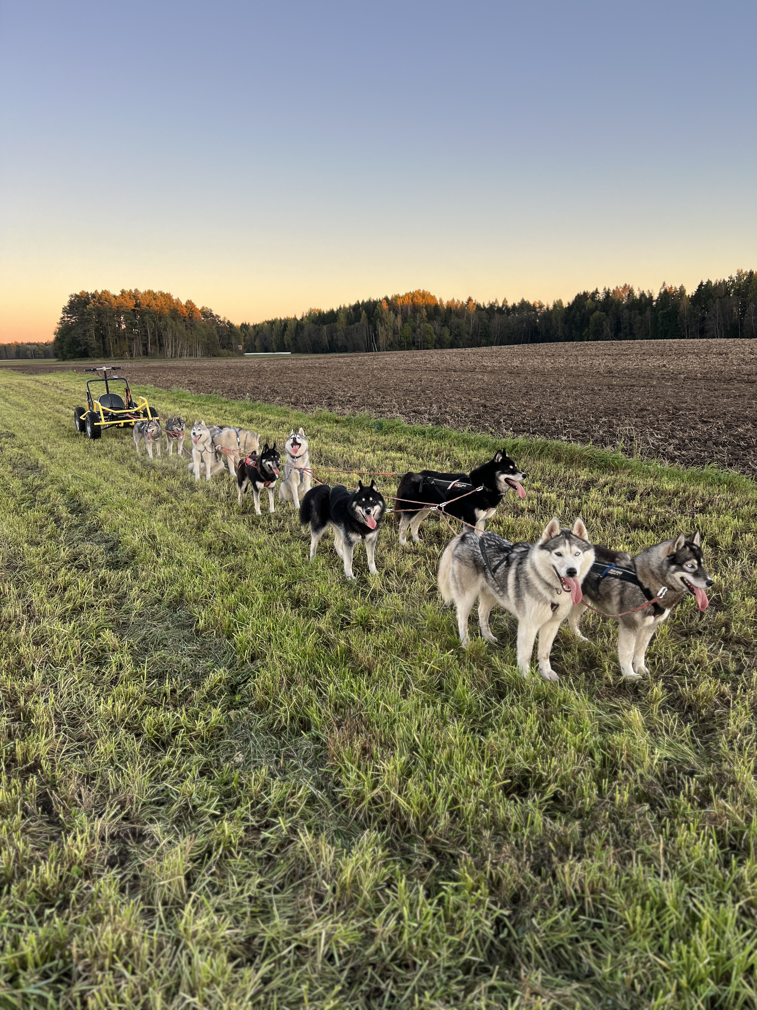 Totti's Sleddog Tours dogsledding experience