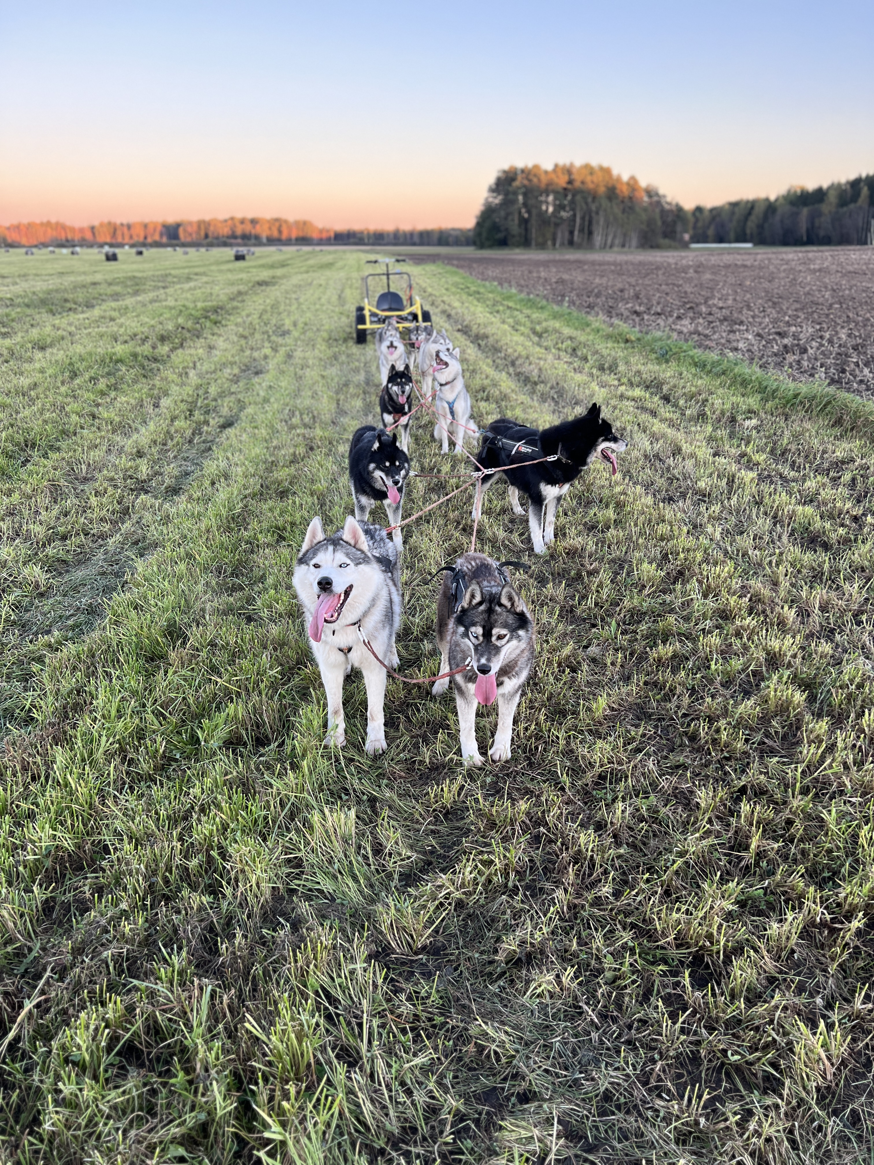 Totti's Sleddog Tours sled dog riding