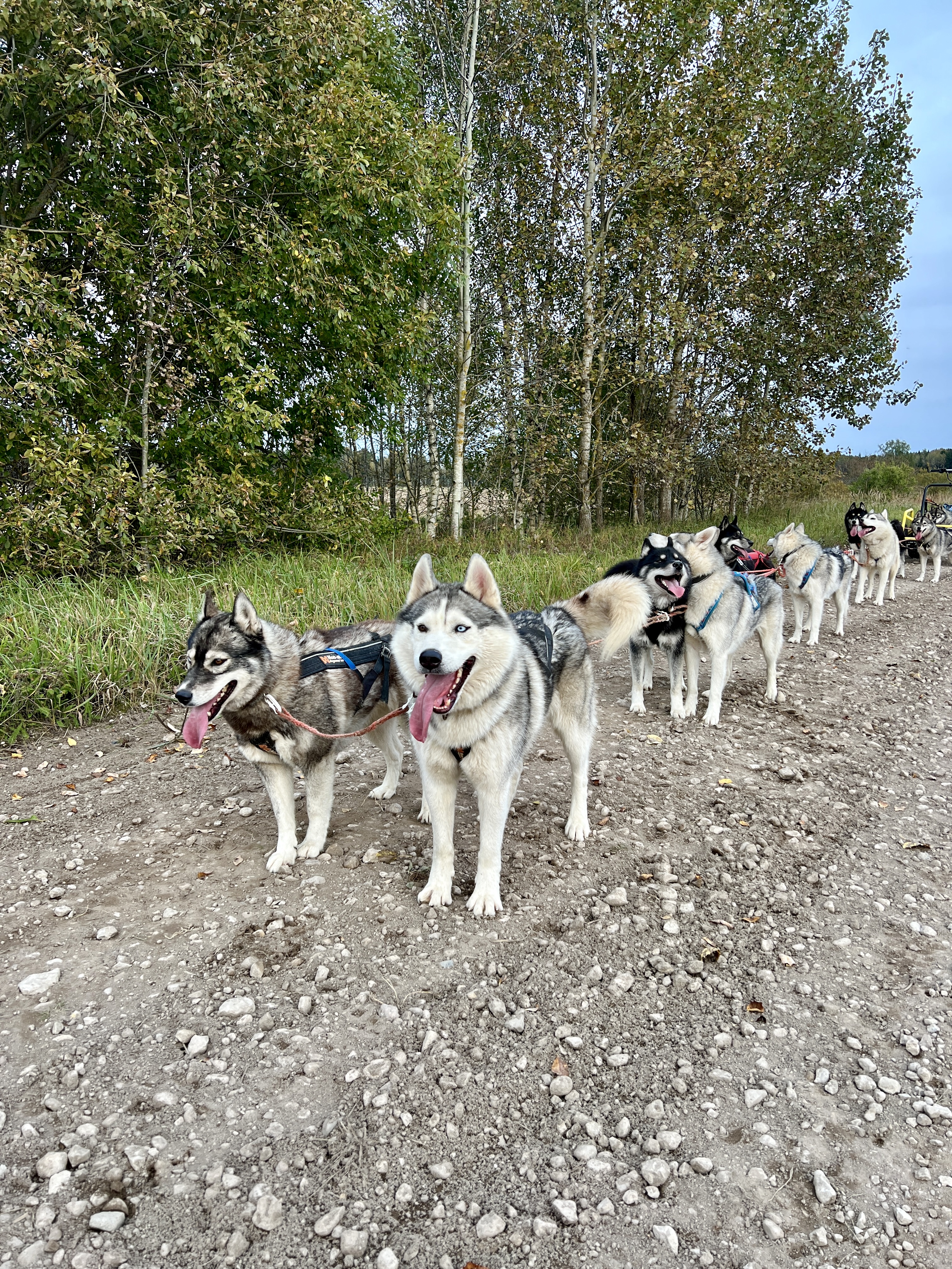 Totti's Sleddog Tours sled dog riding
