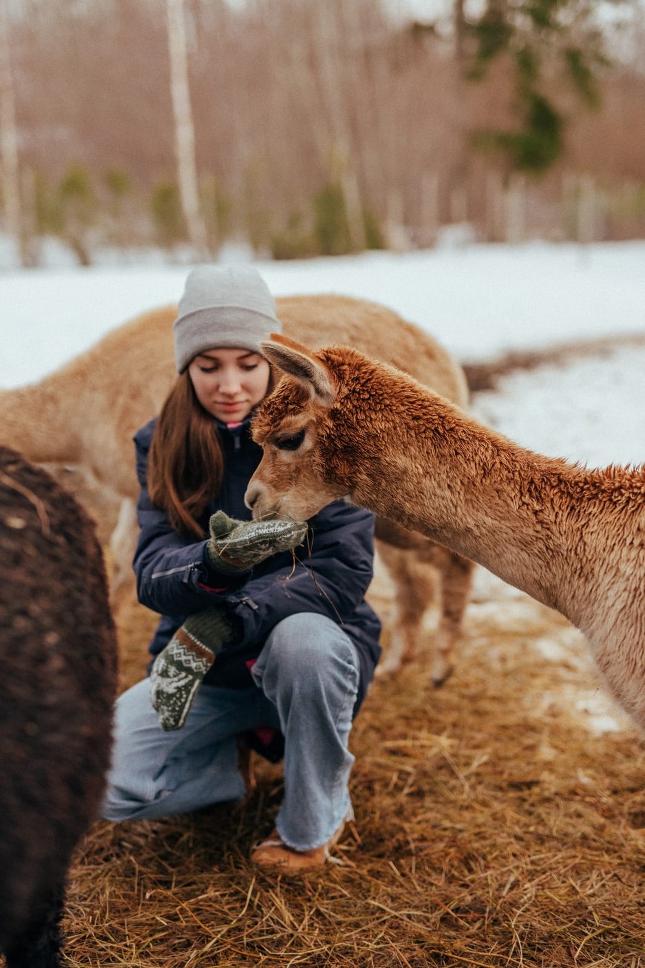 Muumioru Alpacafarm talvel