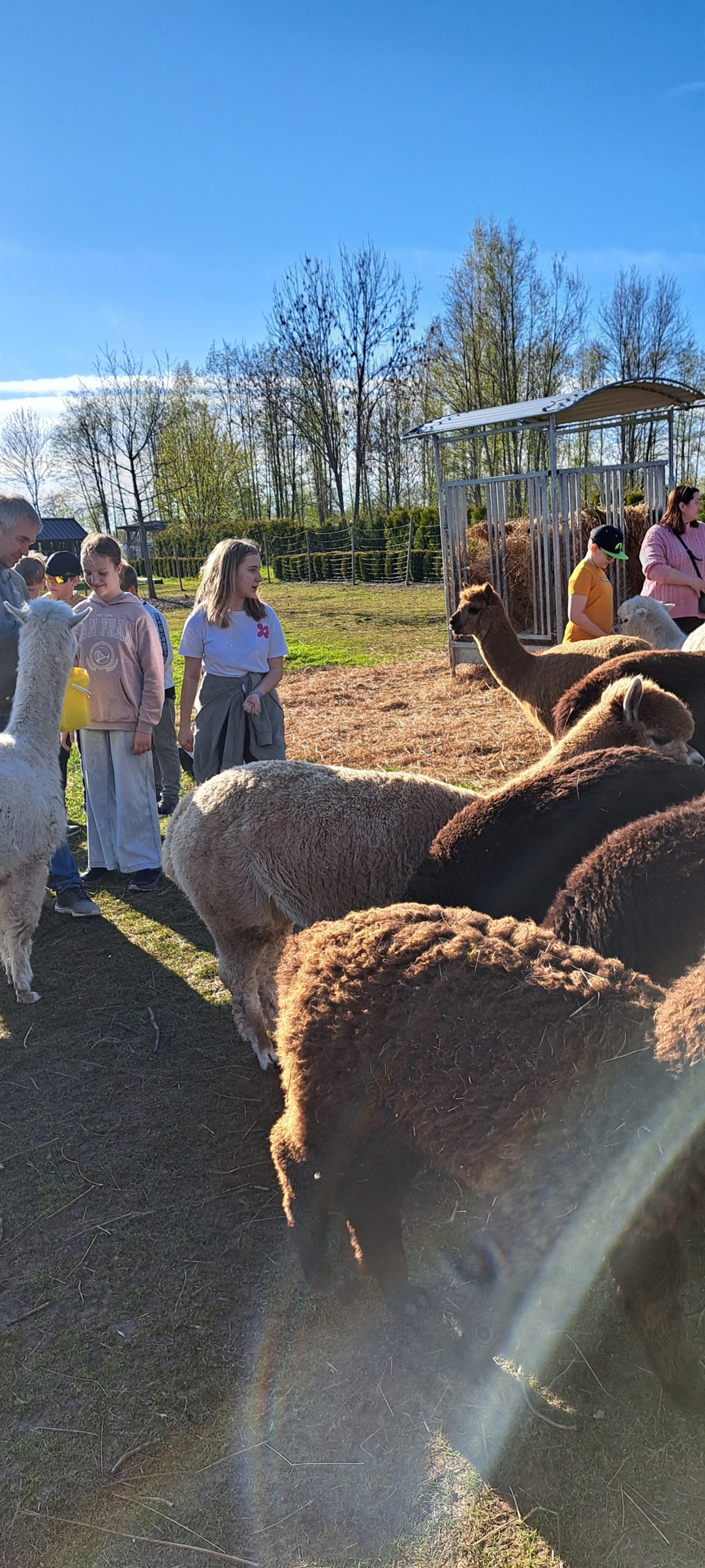 Alpacafarmis saab kõndida alpakade aedikus