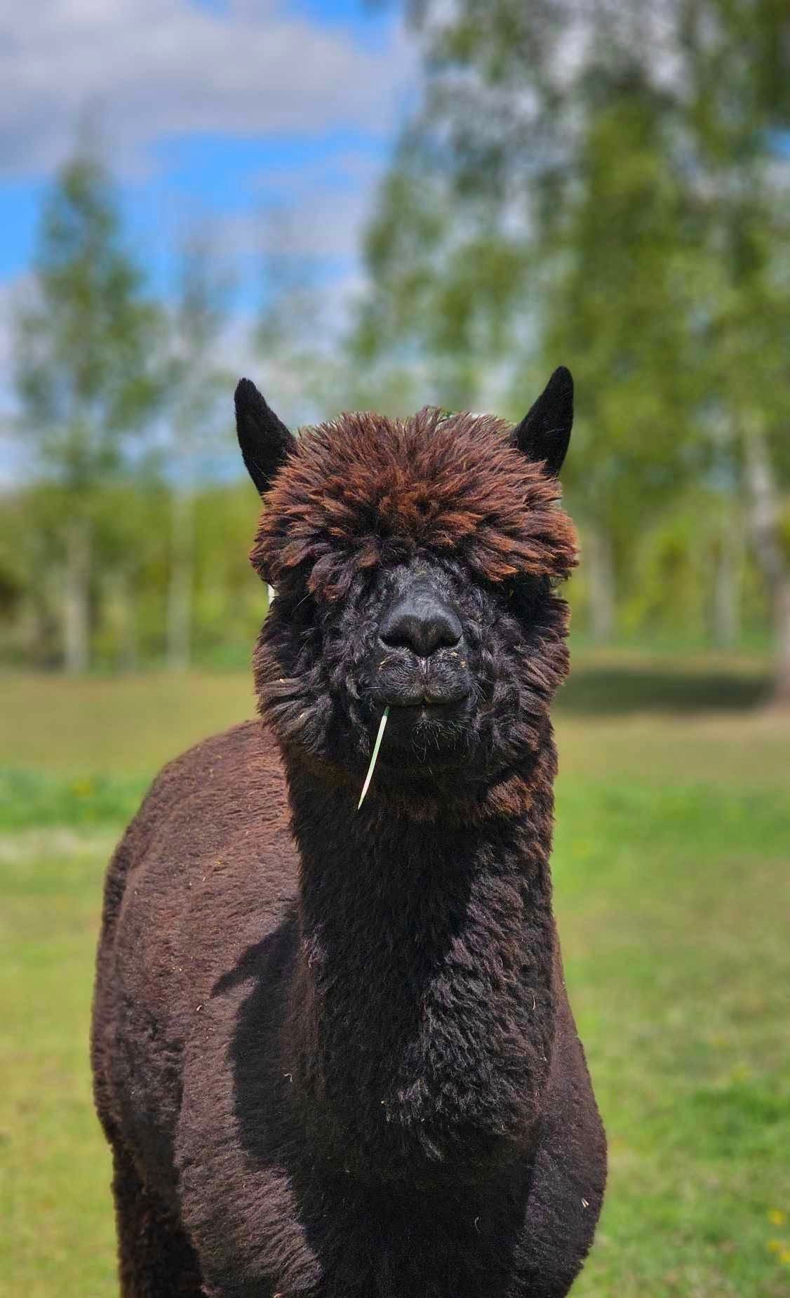 Alpaka nimega Liina Muumioru Alpacafarmis