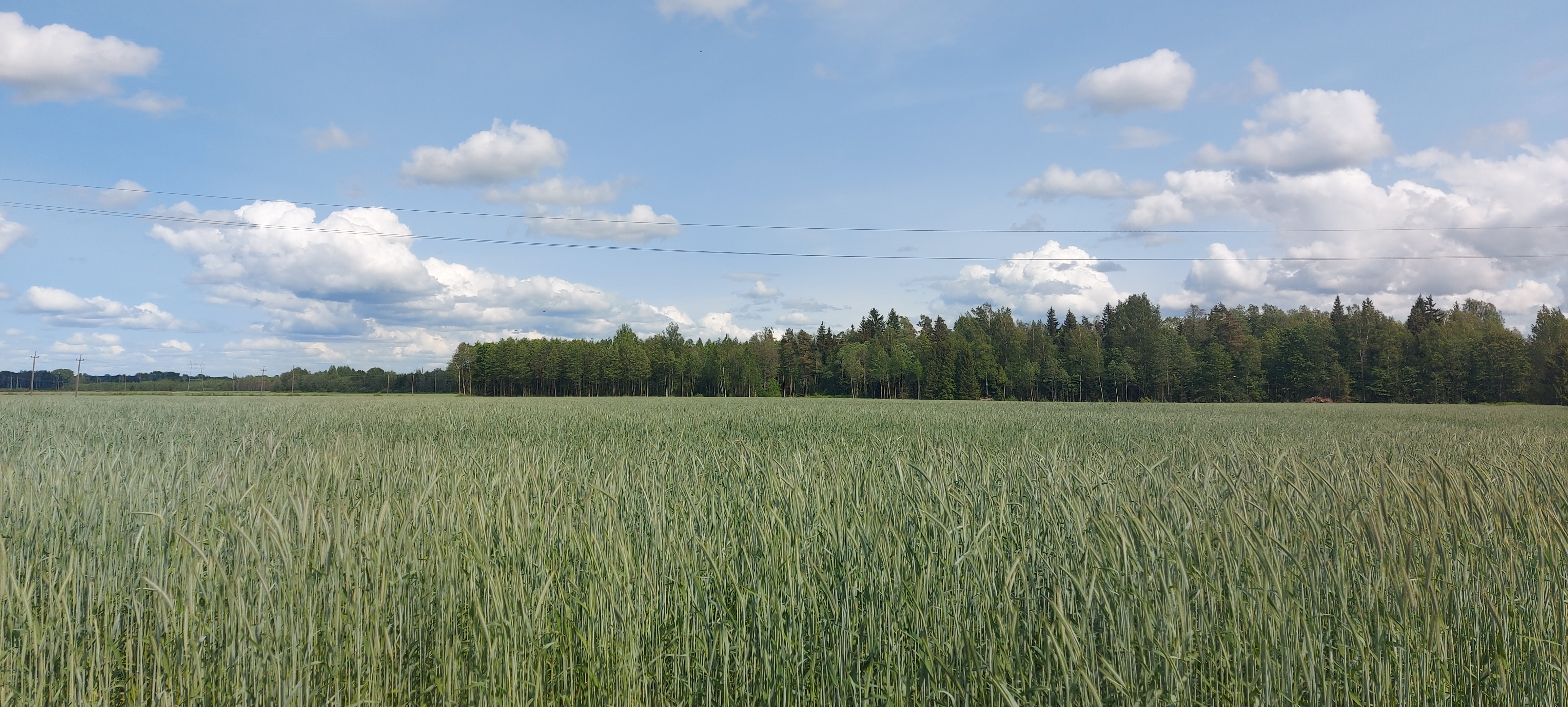 Põld maja juures