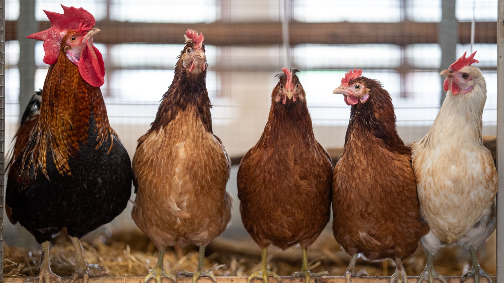 Chickens and roosters stand in a row at the Rural Curiosity Center
