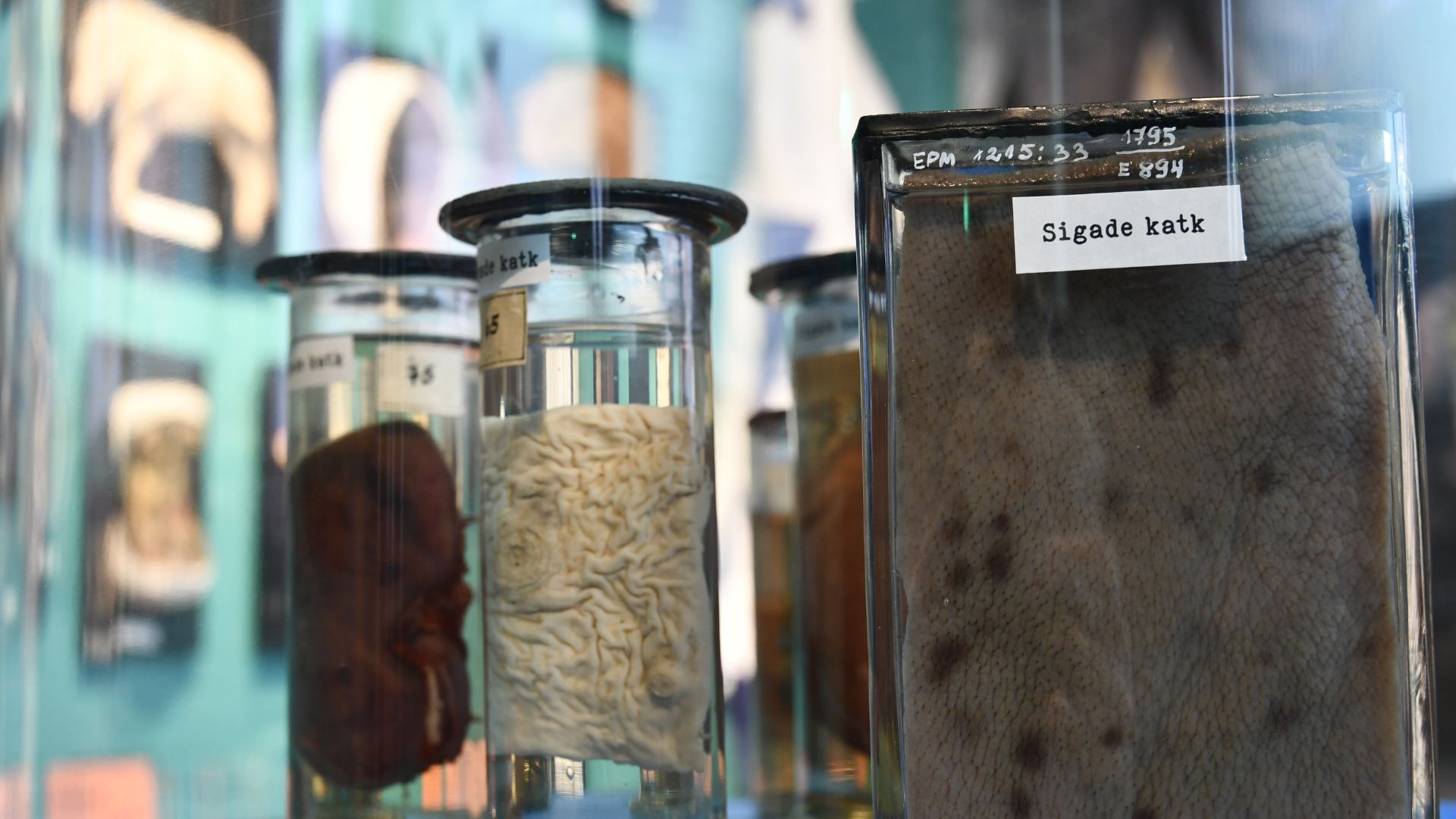 Organs and tissue pieces of animals in the veterinary room of the Estonian Museum of Rural Life