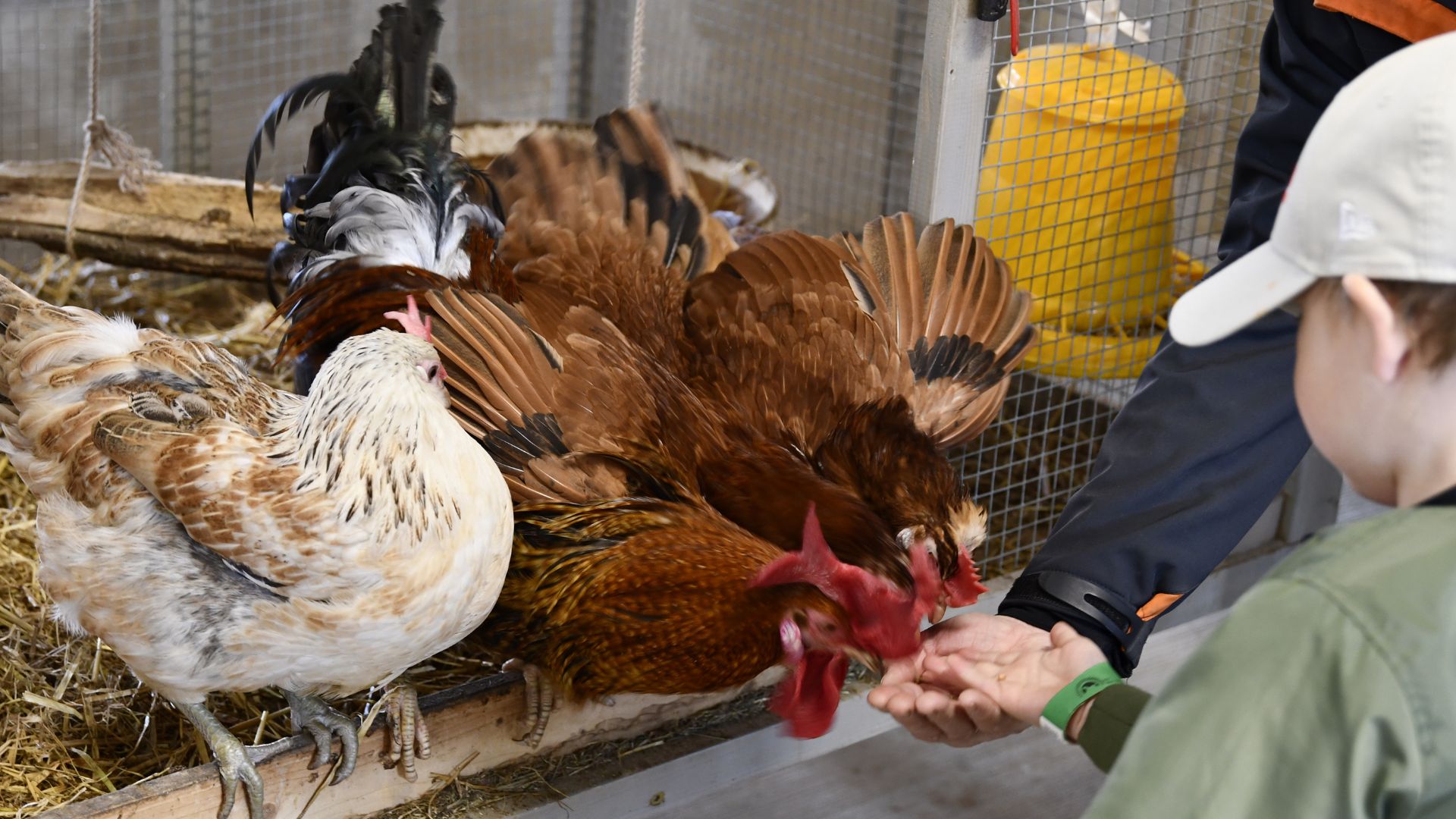 A visitor feeds chickens and roosters right from the palm of his hand