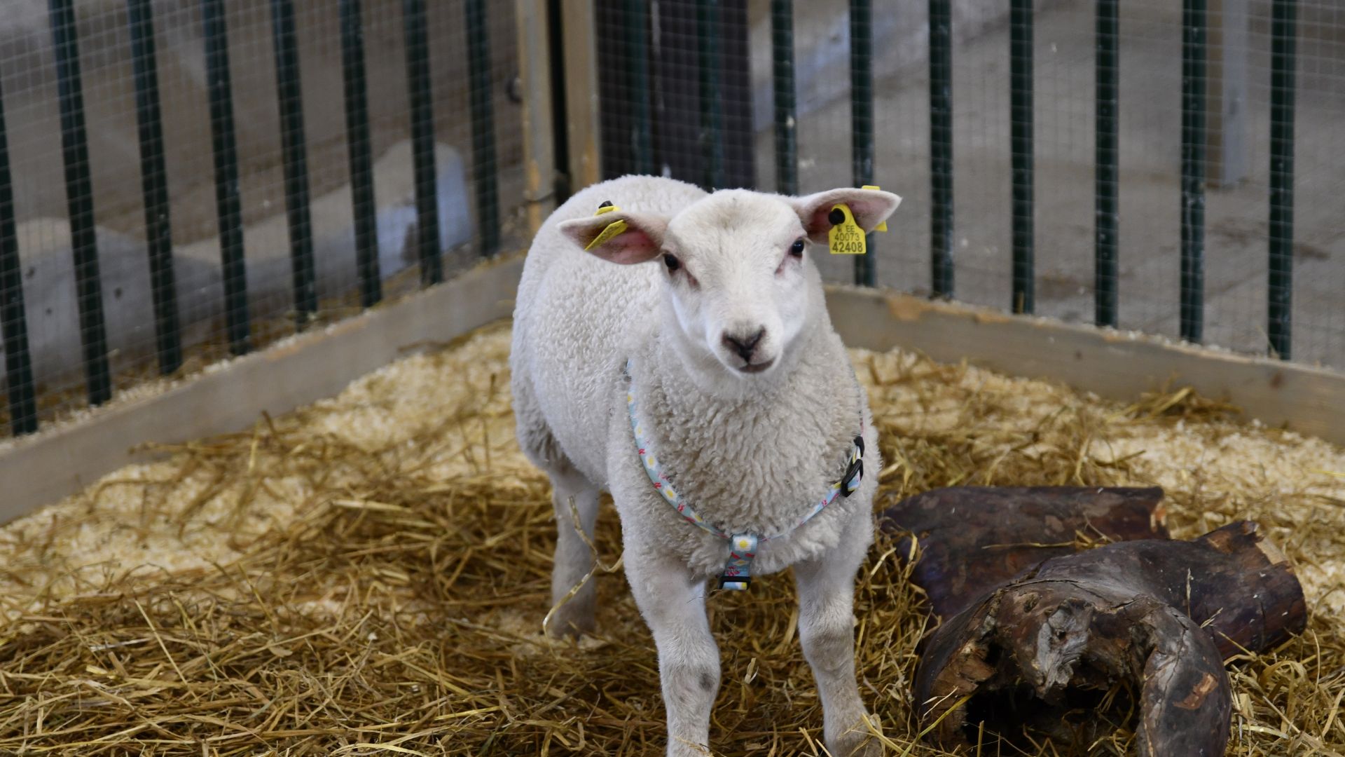 A young white lamb stands in a hay-filled pen at the Rural Curiosity Center.