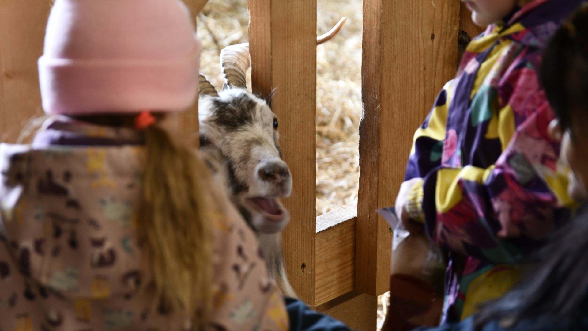 Children meet goat at MUHK, Estonian Agricultural Museum