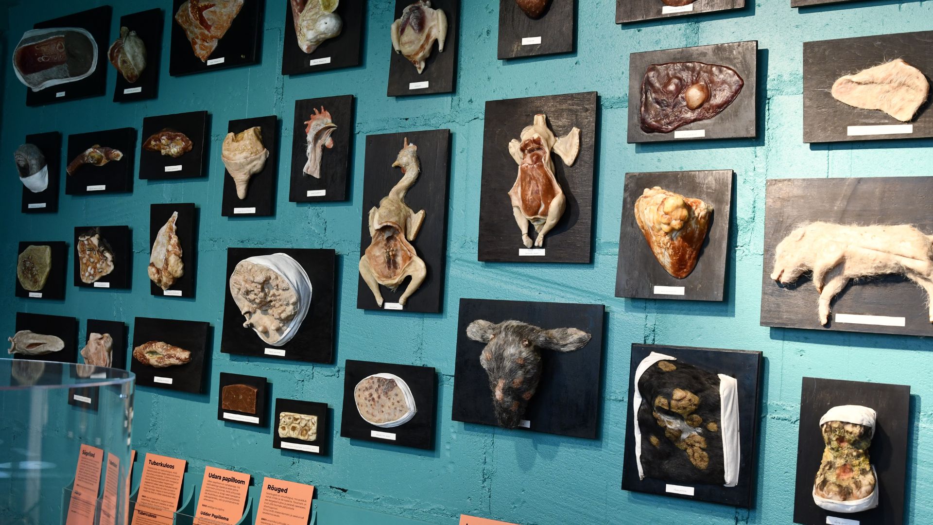MUHK veterinarian's room is a sample of animal diseases and injuries on display on the walls