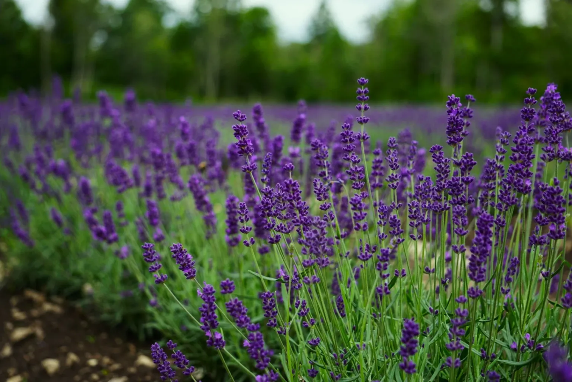 Inglise lavendel "Hidcote Blue"