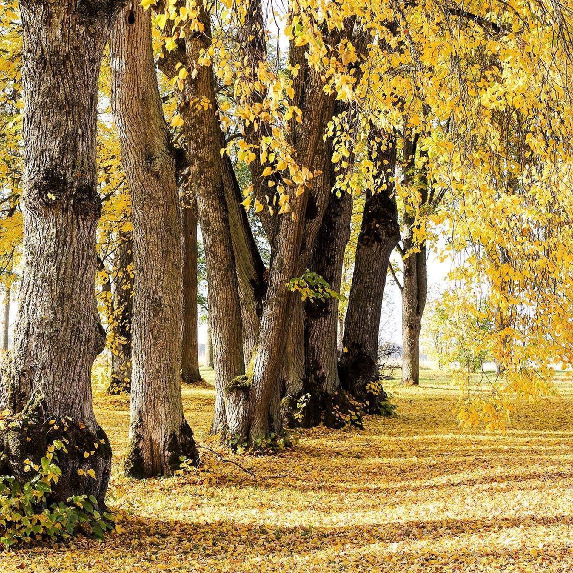 Hatu mõisapark sügisel