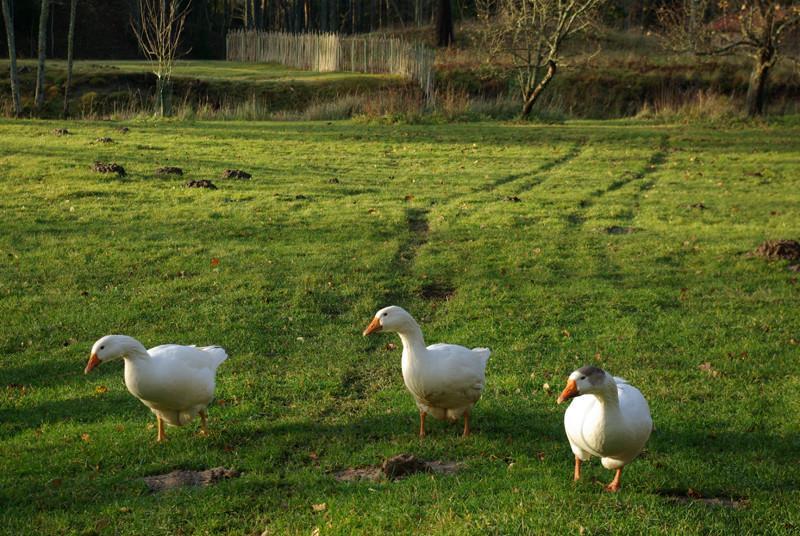 Tierpark auf dem Hof Kallaste