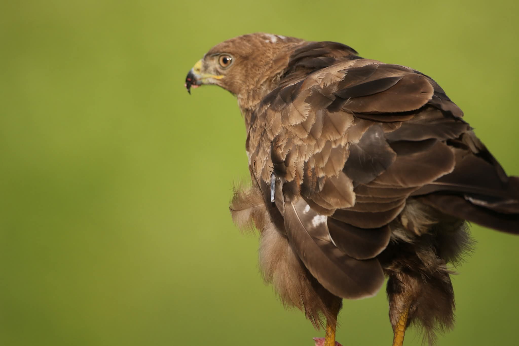 Mäusebussard