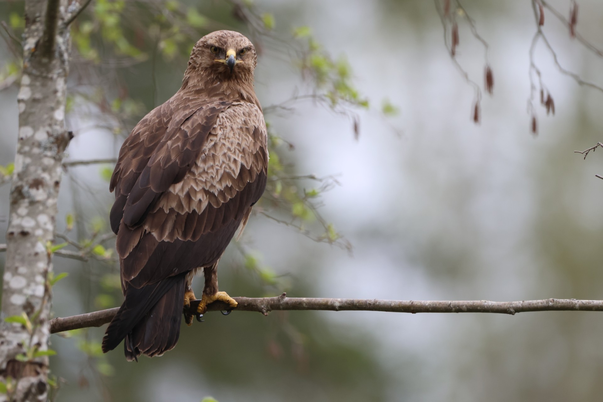 Schreiadler