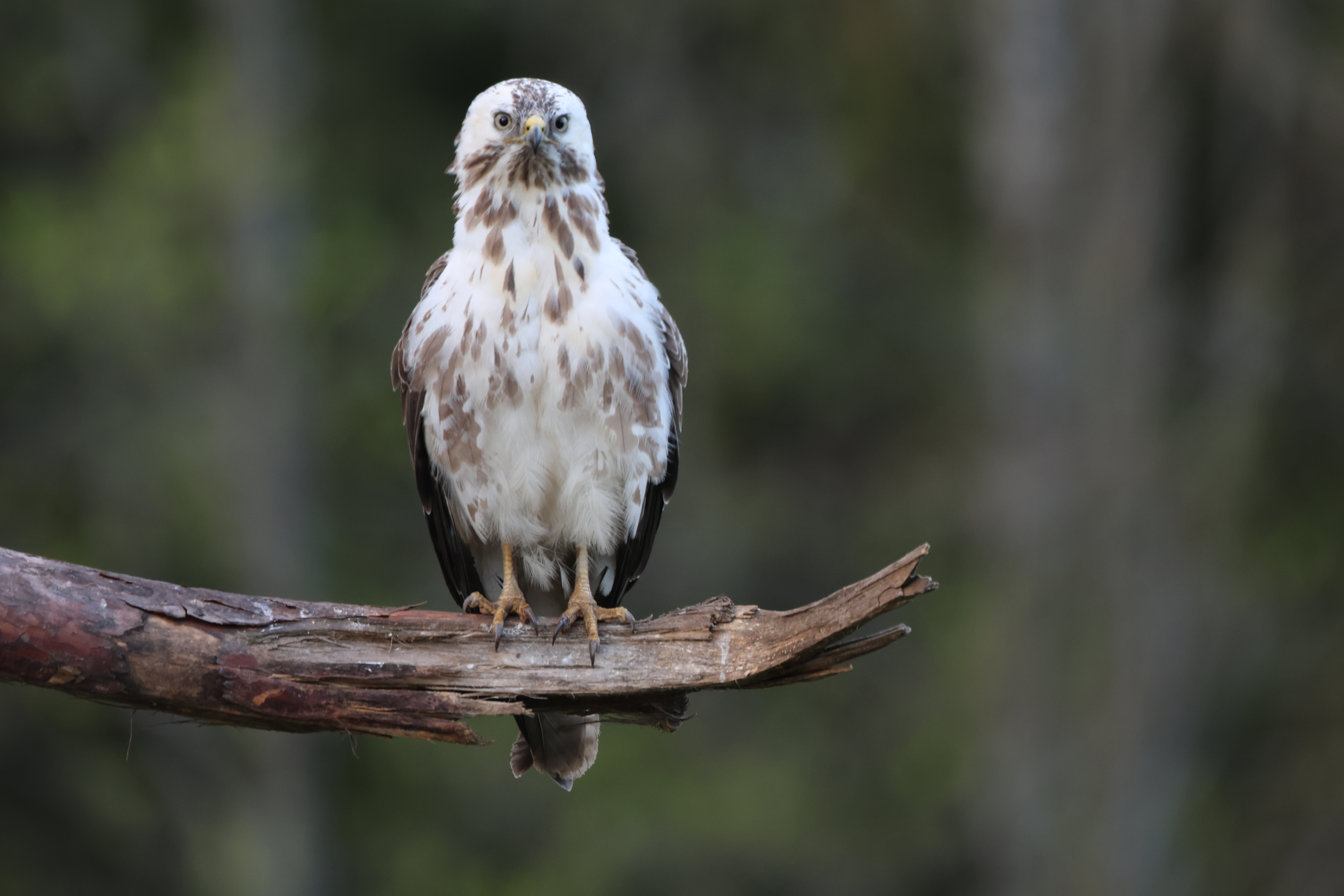 Mäusebussard