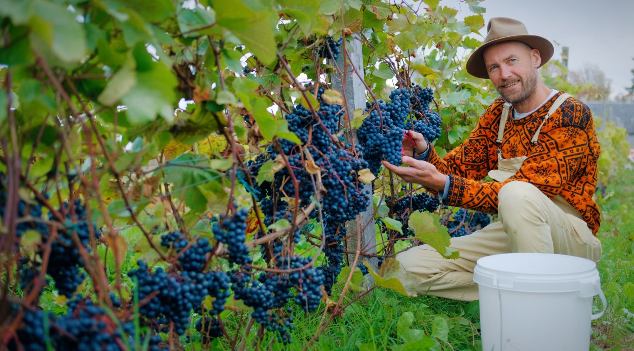 Saagikorje harvest