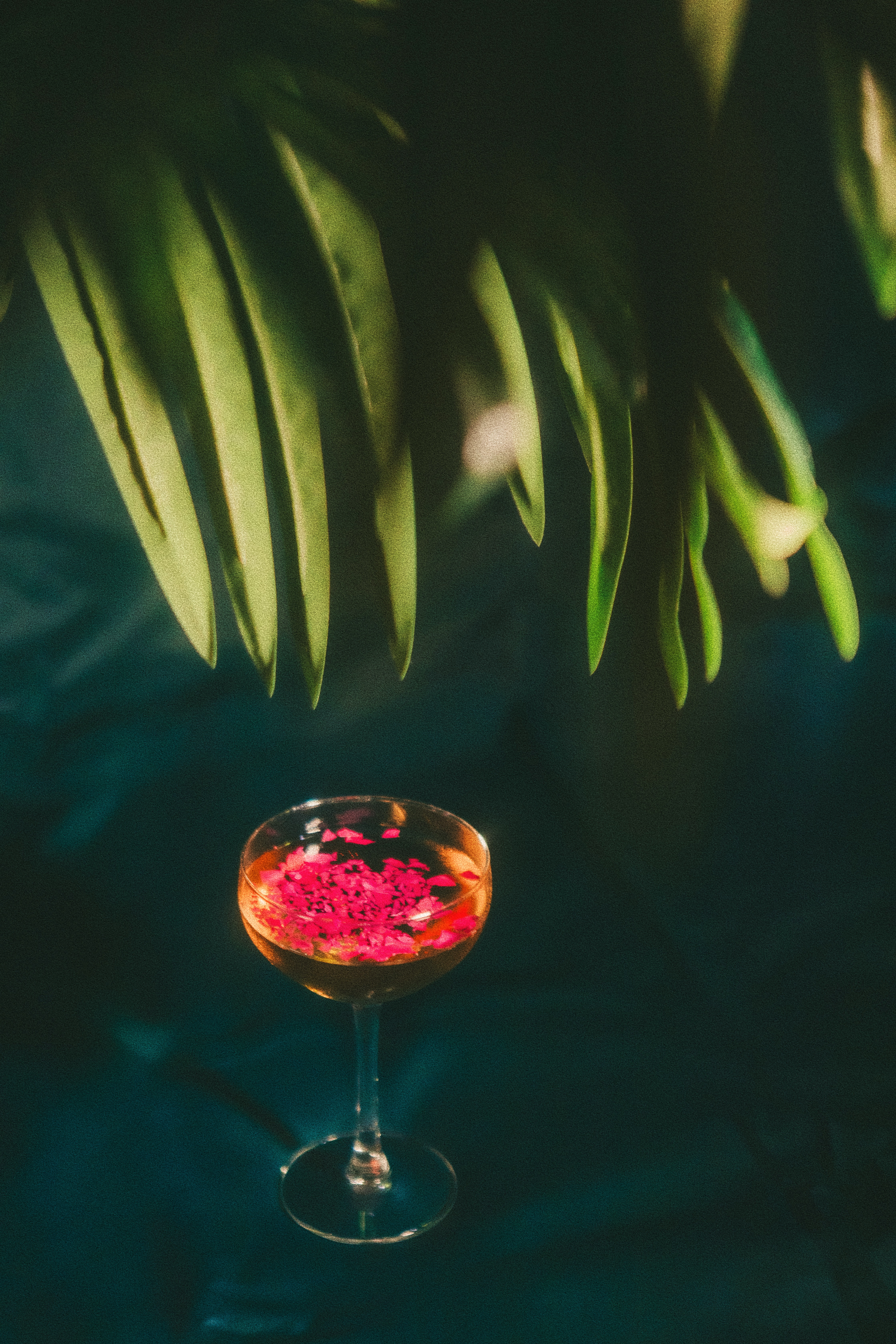 Rose Negroni kokteil