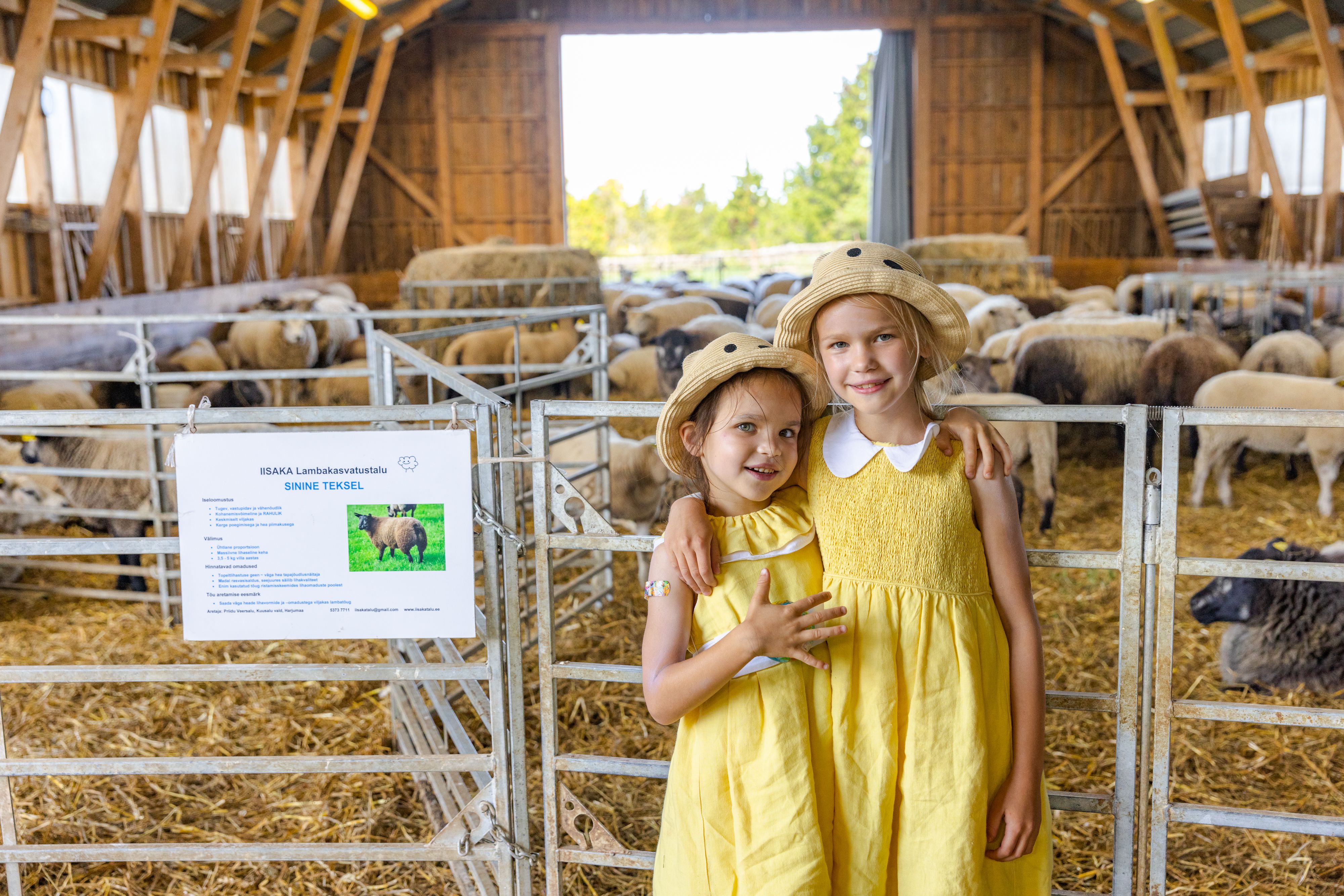 Meitenes ar aitām Iisaka saimniecībā