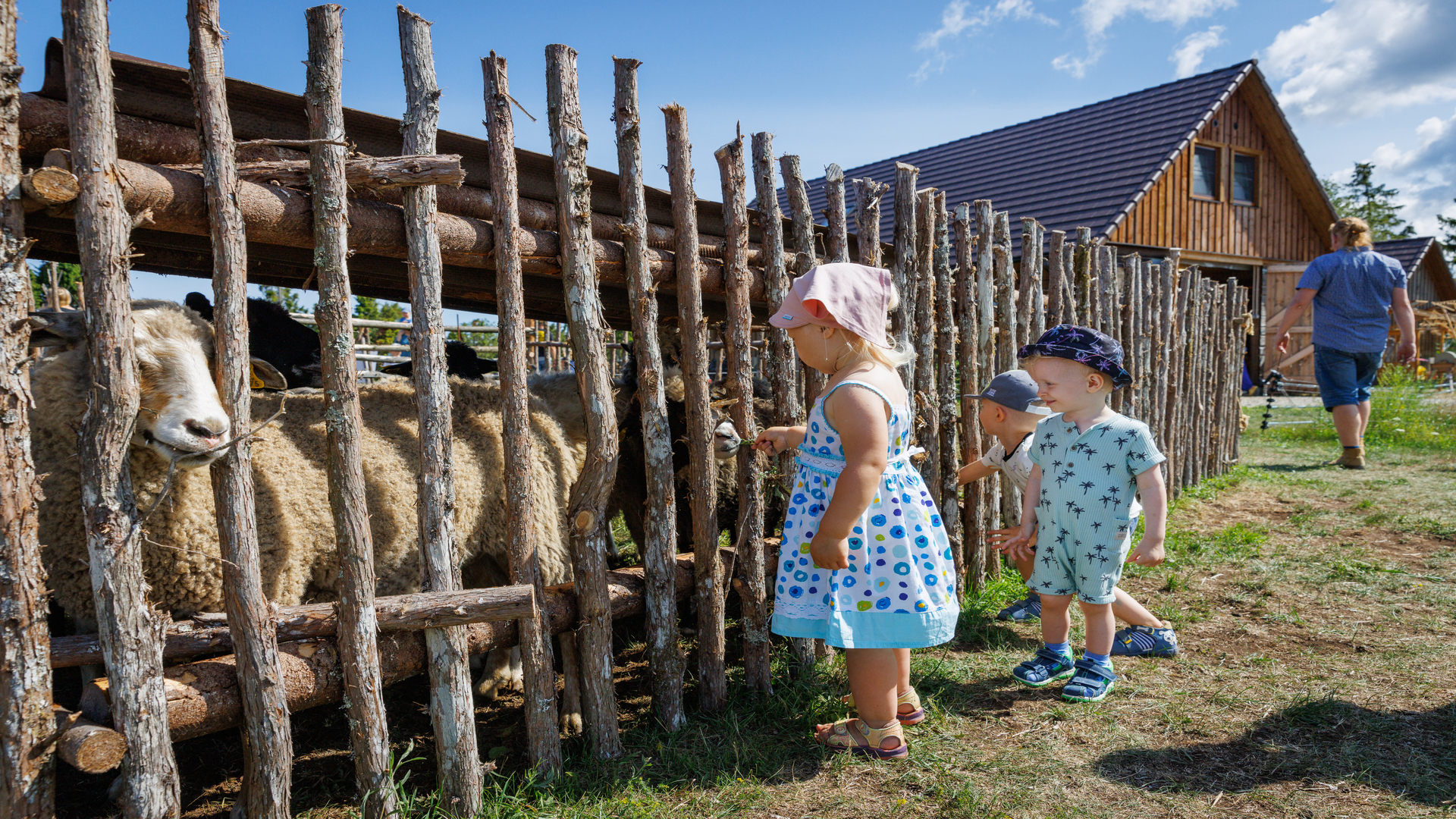 Bērni vērojot aitas Iisaka saimniecībā