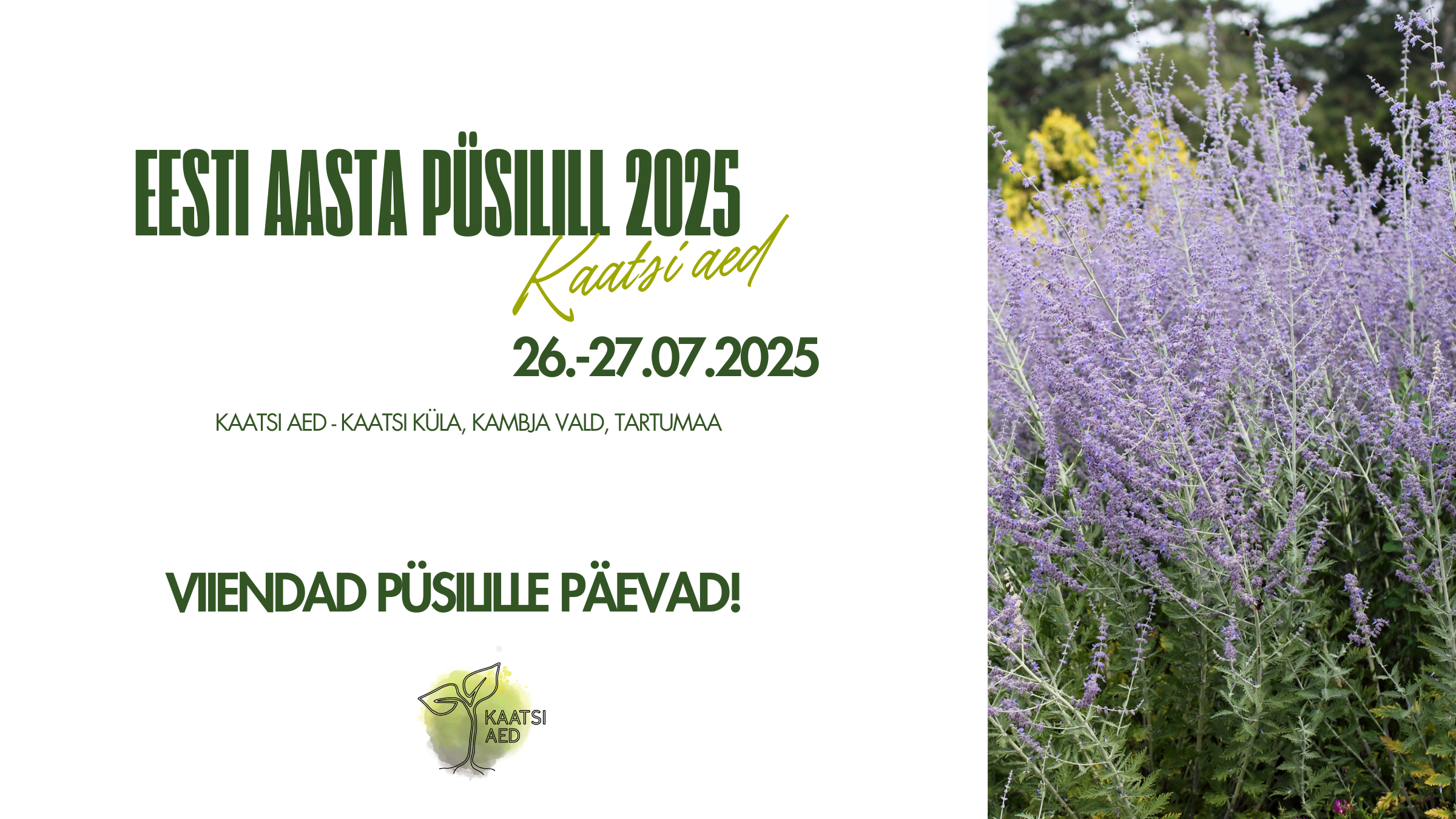 Eesti Aasta Püsilill 2025