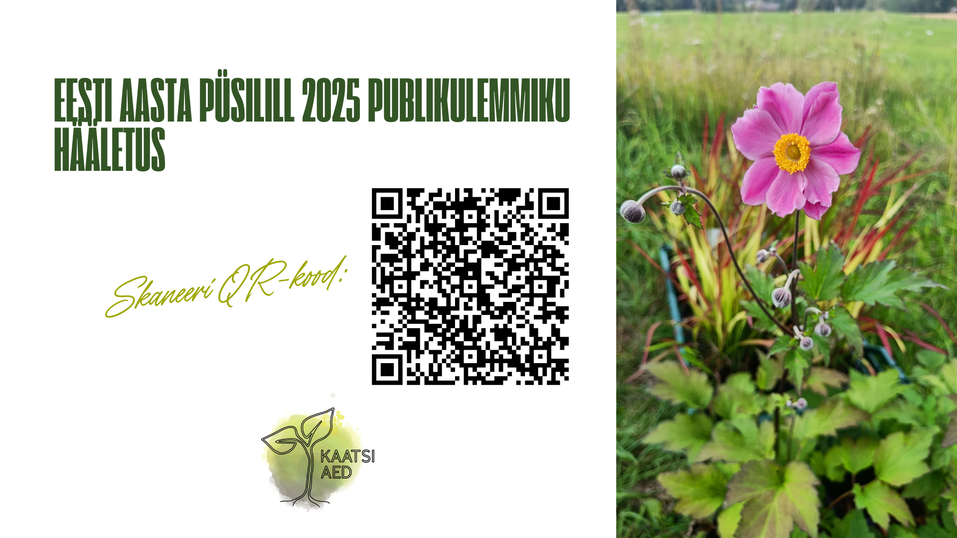 Püsilille hääletus