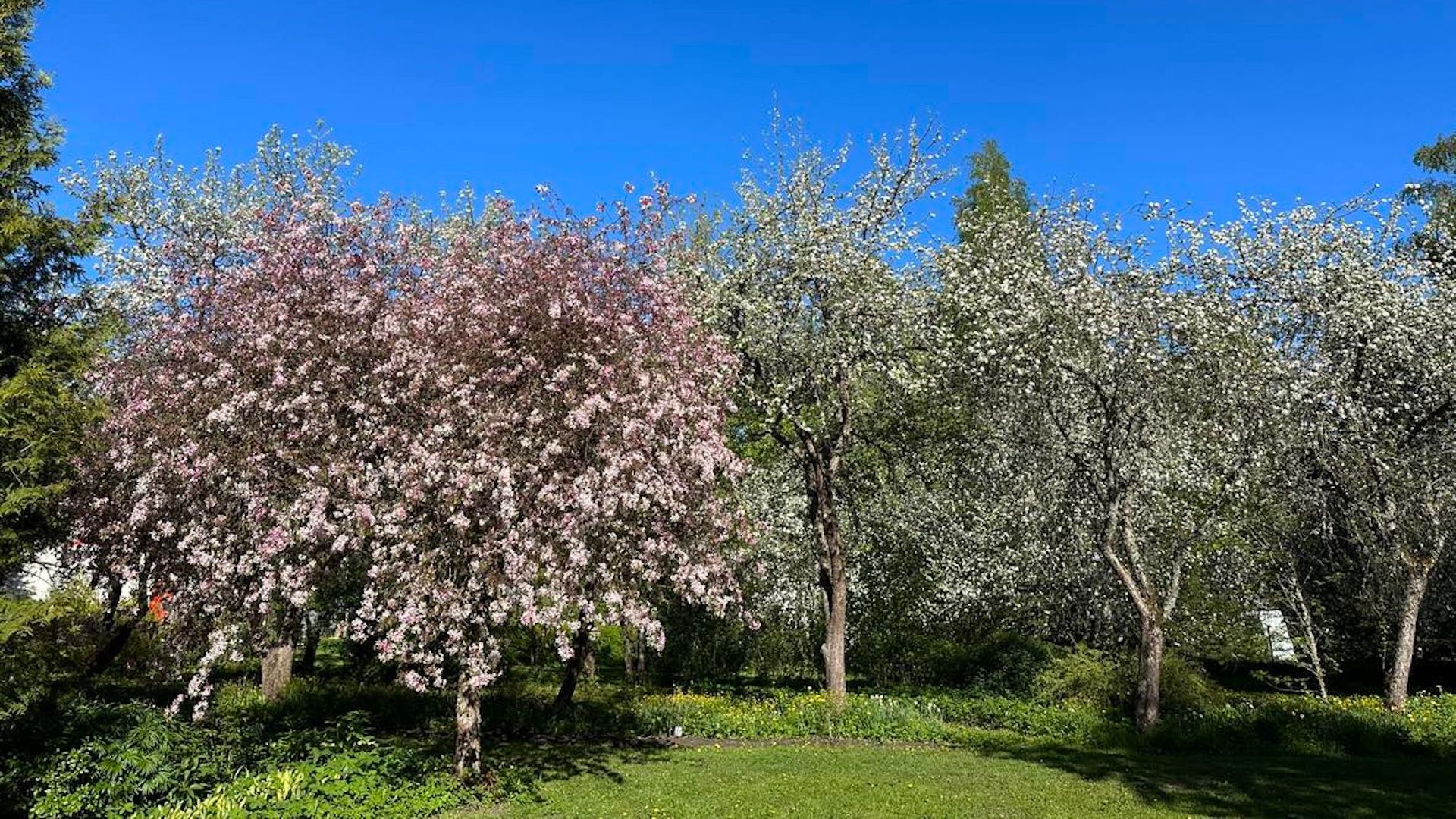 Dendropark Smaragd kevadel