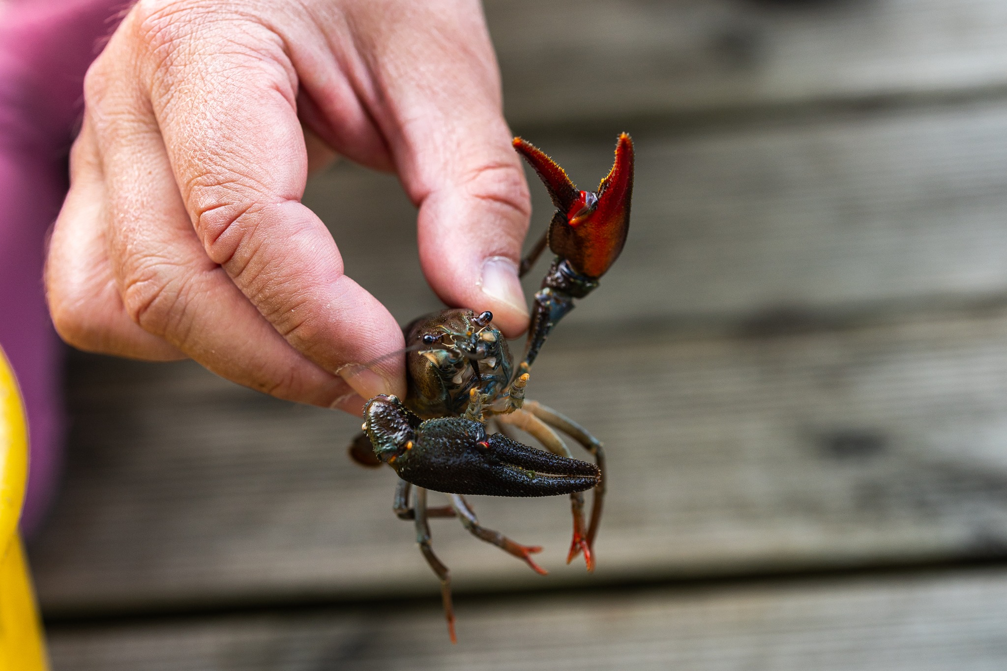 Põlde Crayfish Farm – a real crayfish experience in Pärnu County! Põlde Crayfish Farm offers an unforgettable meal: traditionally prepared crayfish in